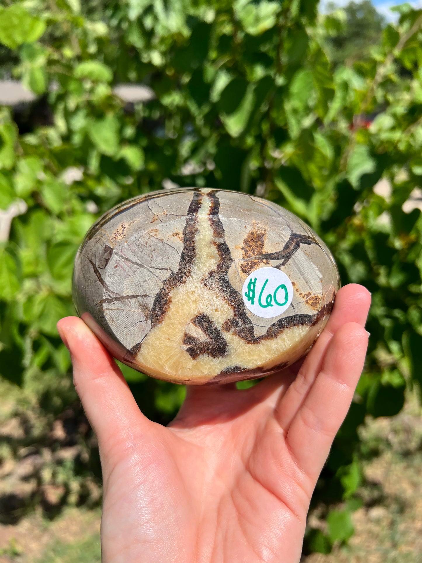 Septarian Bowl