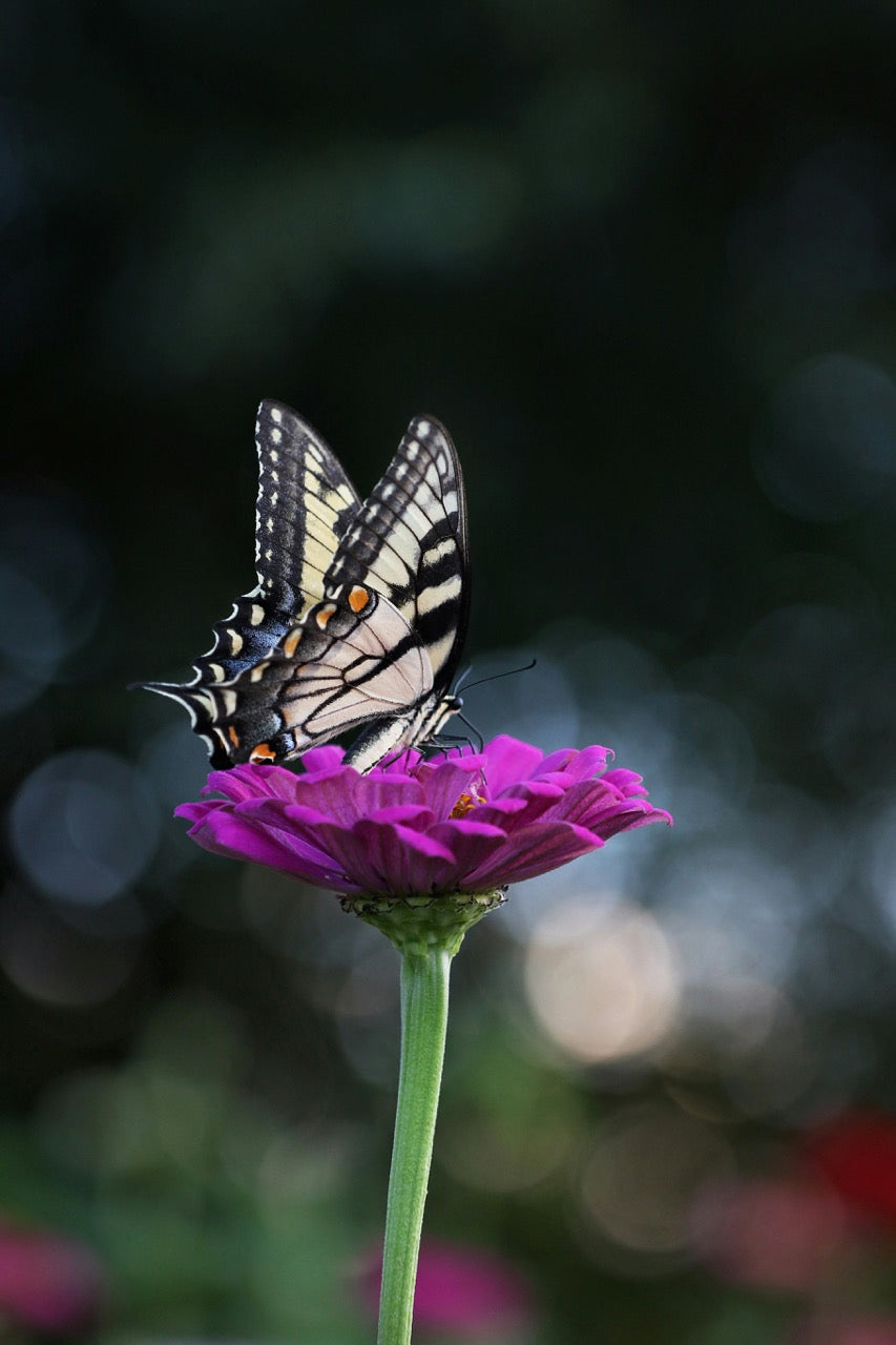 Butterflies as Messages From Spirit