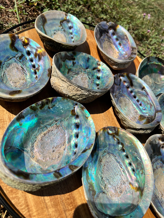 Abalone Shells