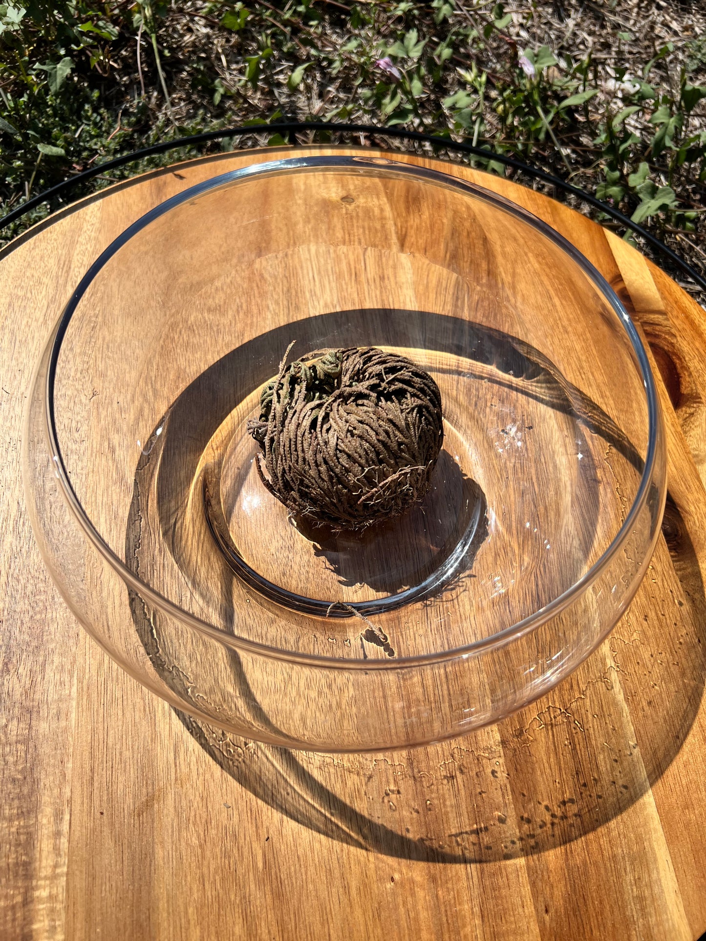 Rose of Jericho