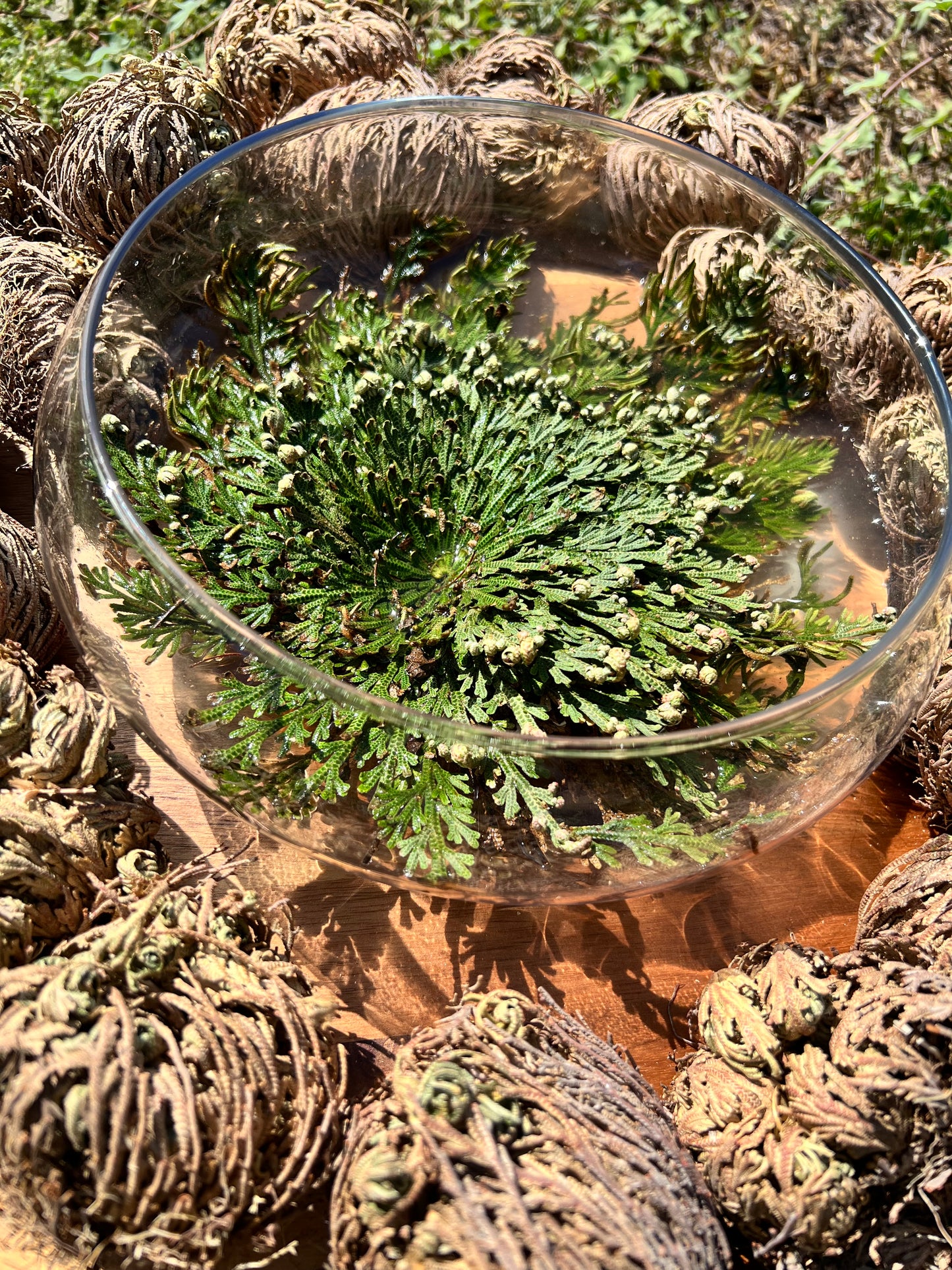 Rose of Jericho