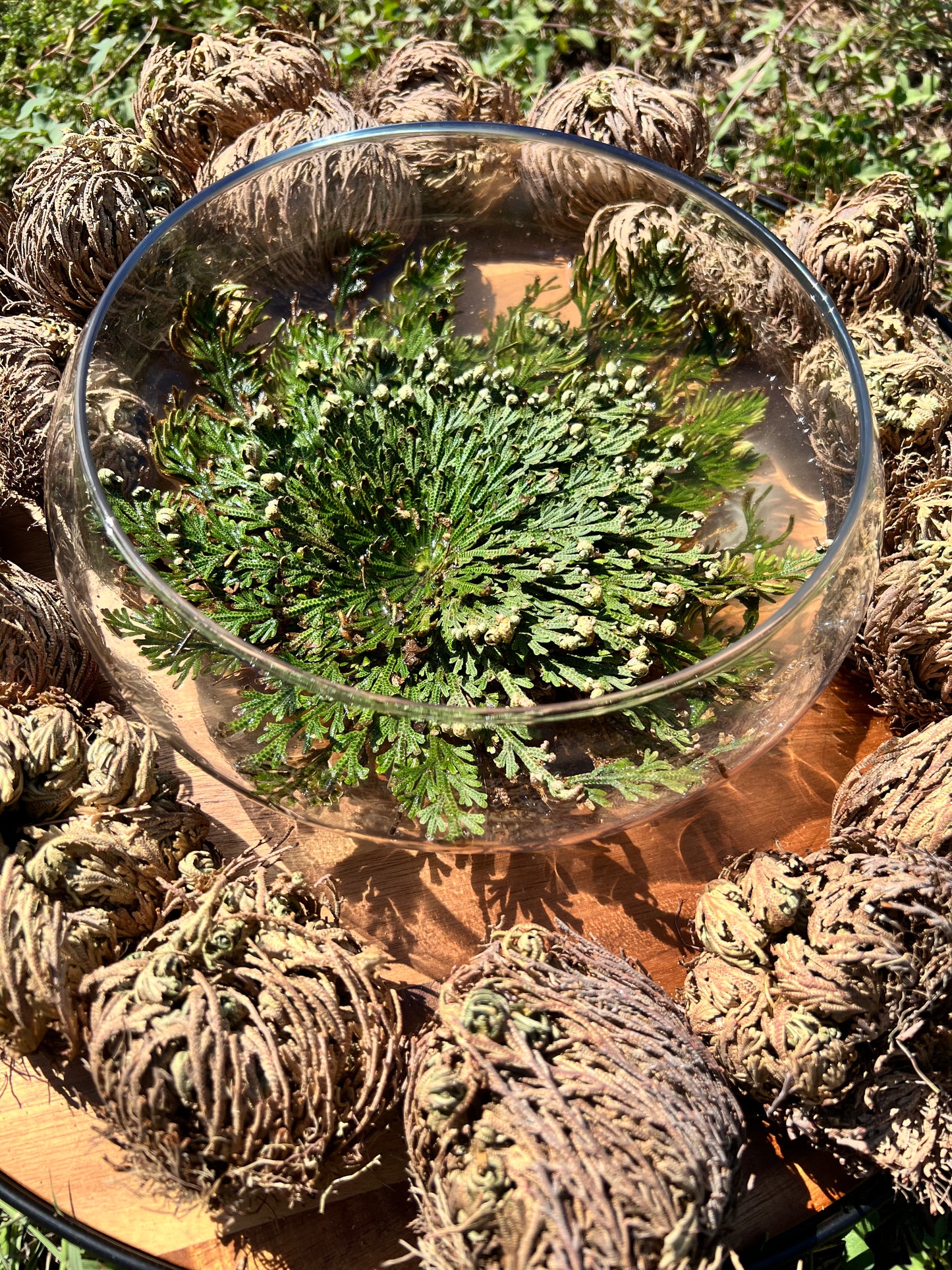 Rose of Jericho