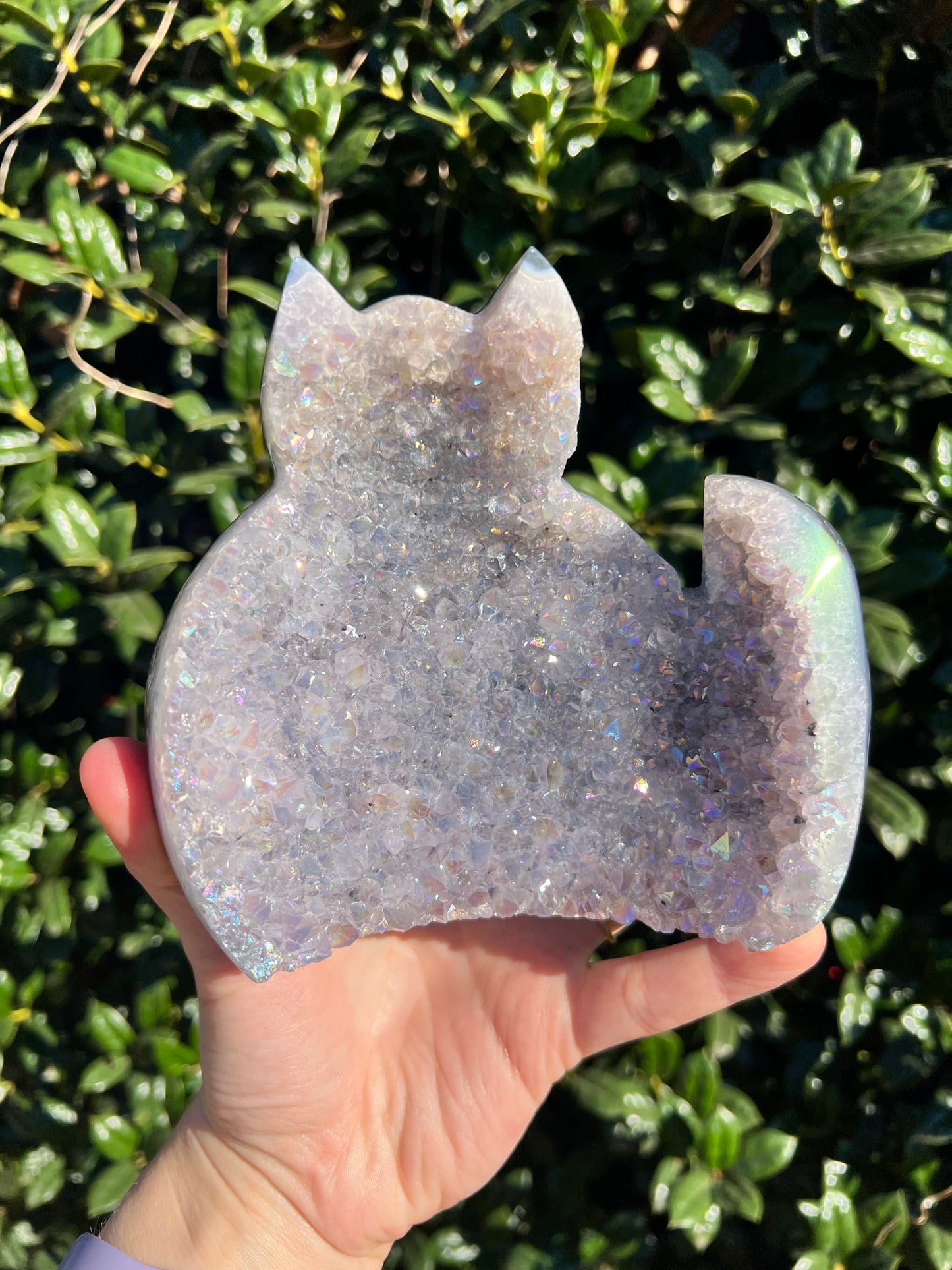 Angel Aura Amethyst Cats