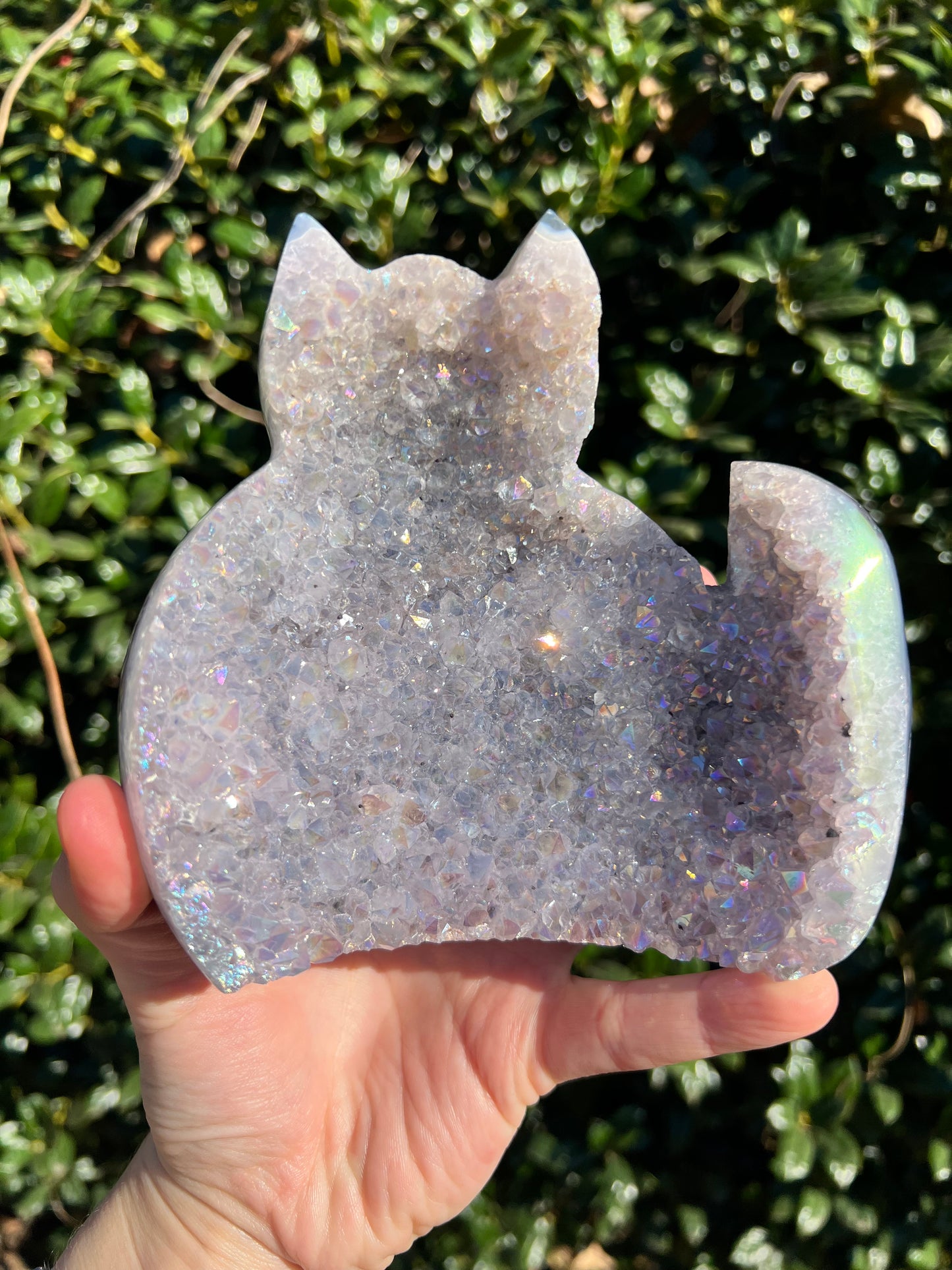 Angel Aura Amethyst Cats