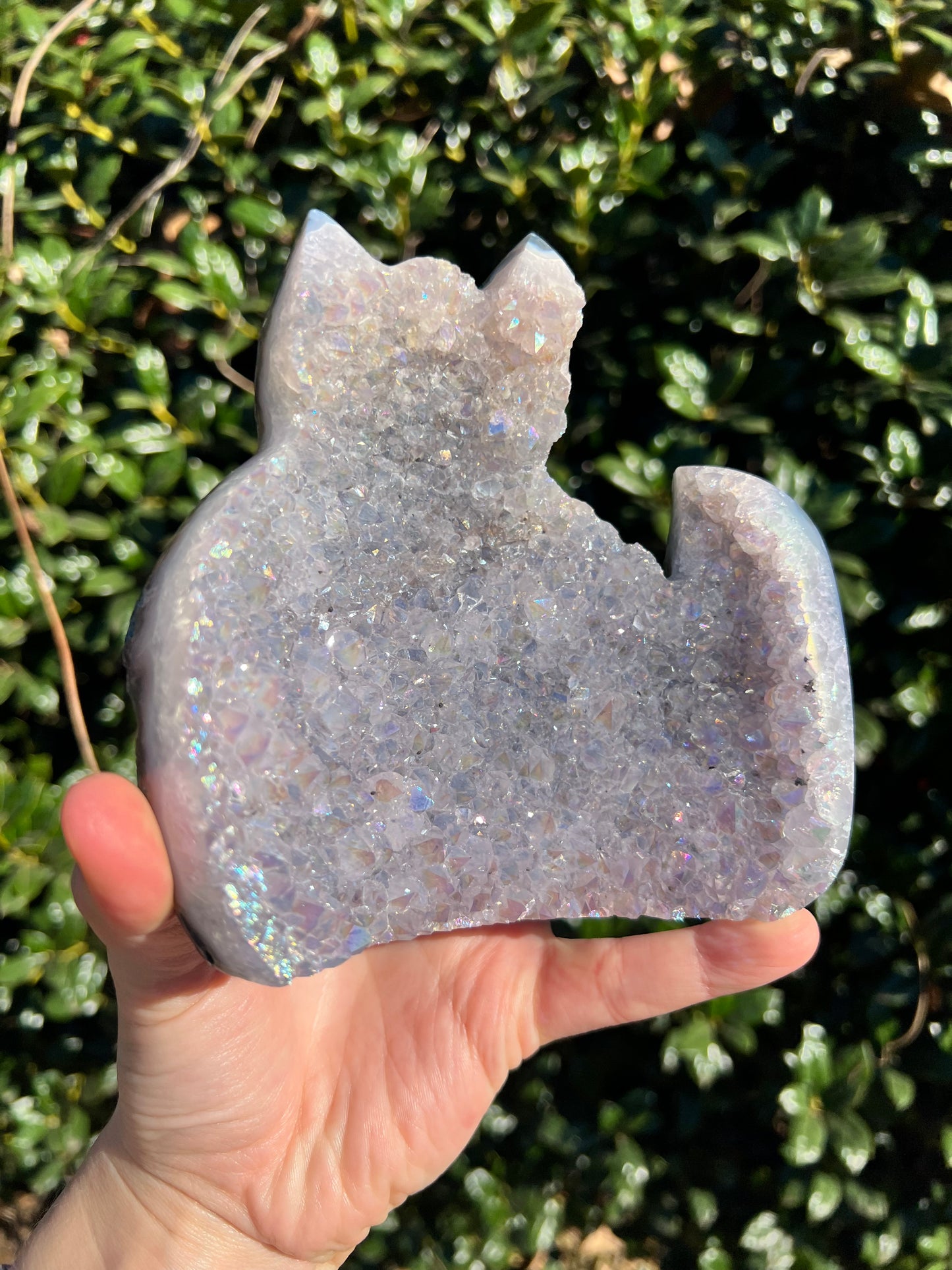 Angel Aura Amethyst Cats