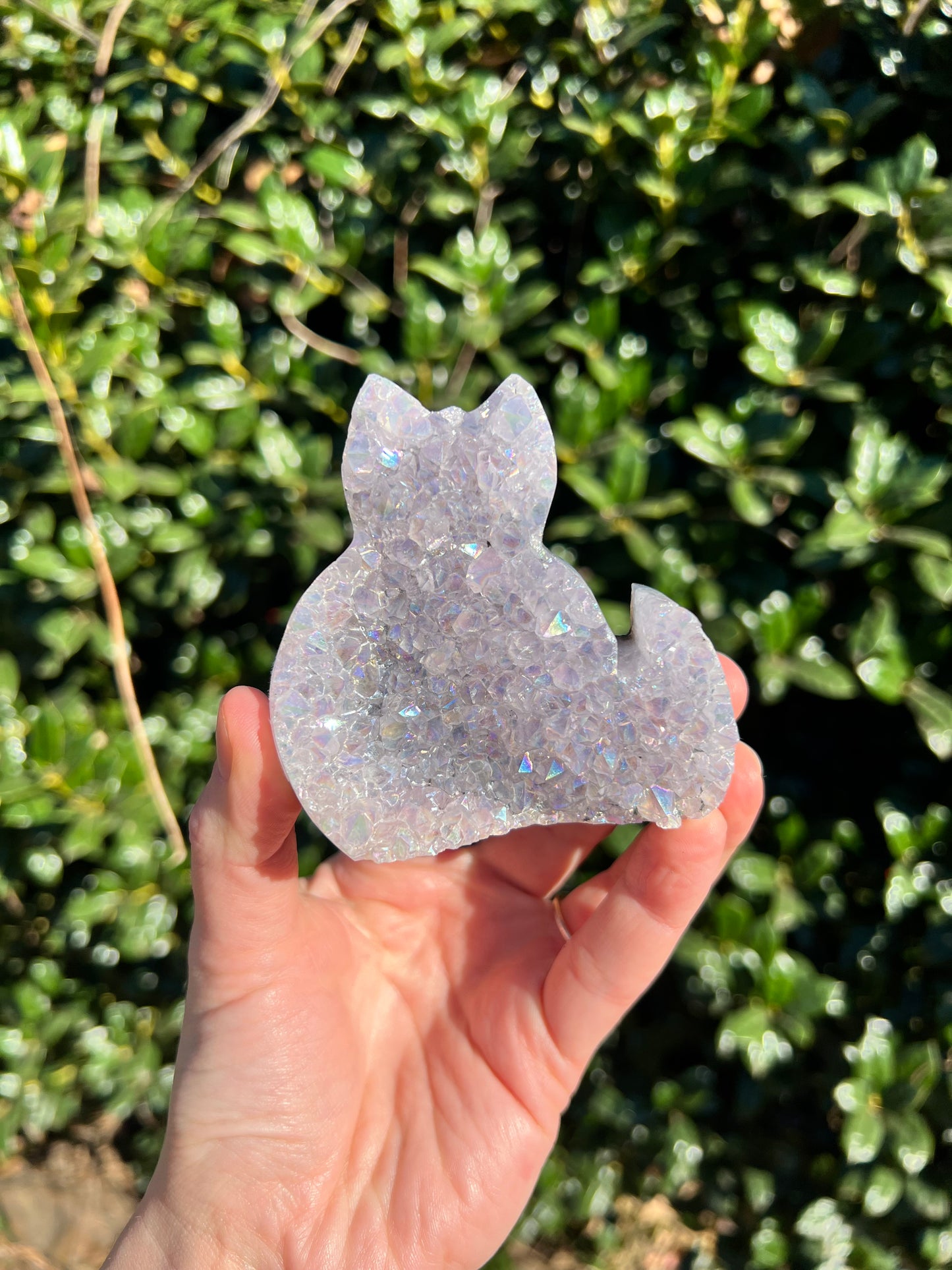 Angel Aura Amethyst Cats