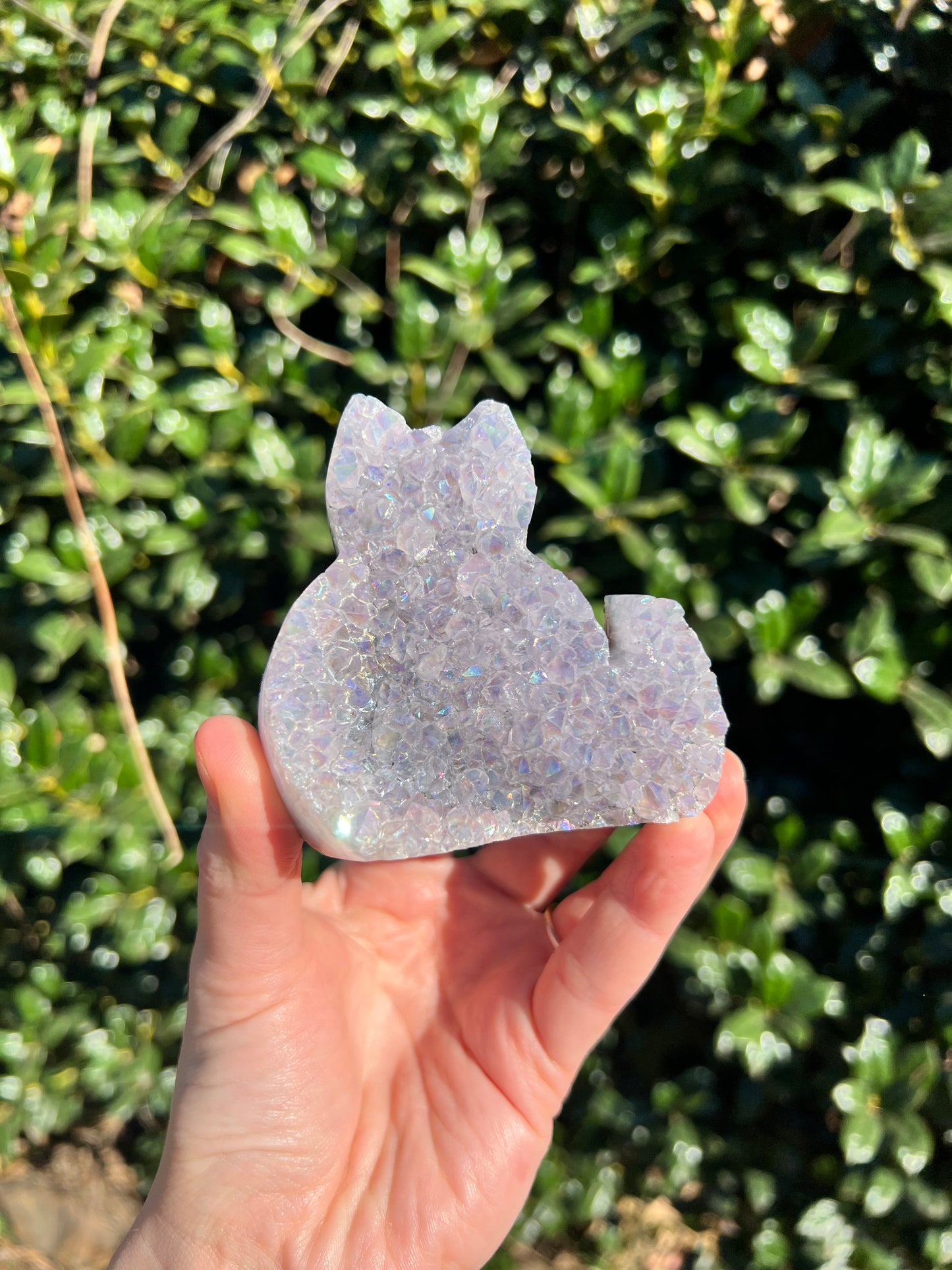 Angel Aura Amethyst Cats