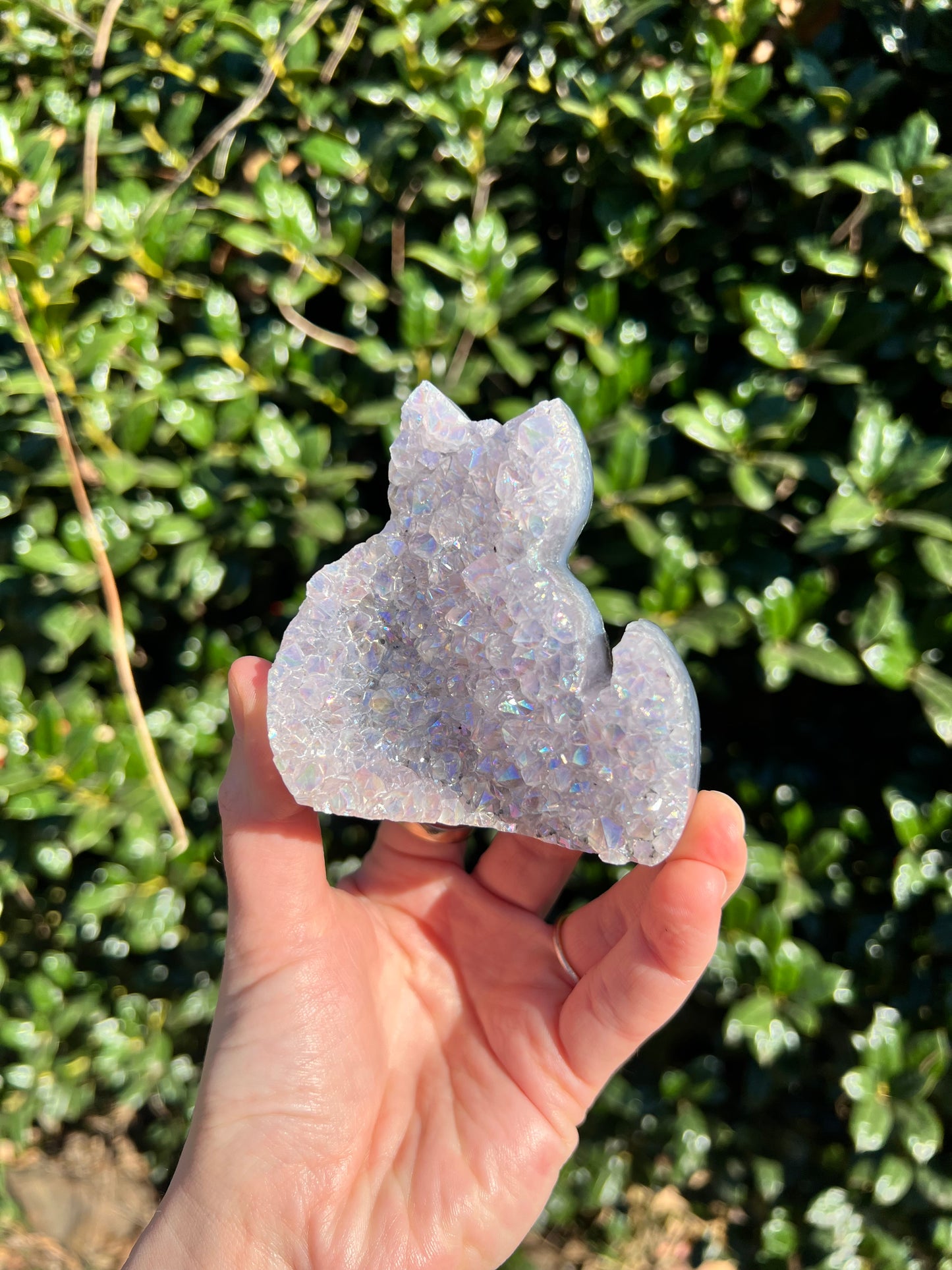 Angel Aura Amethyst Cats