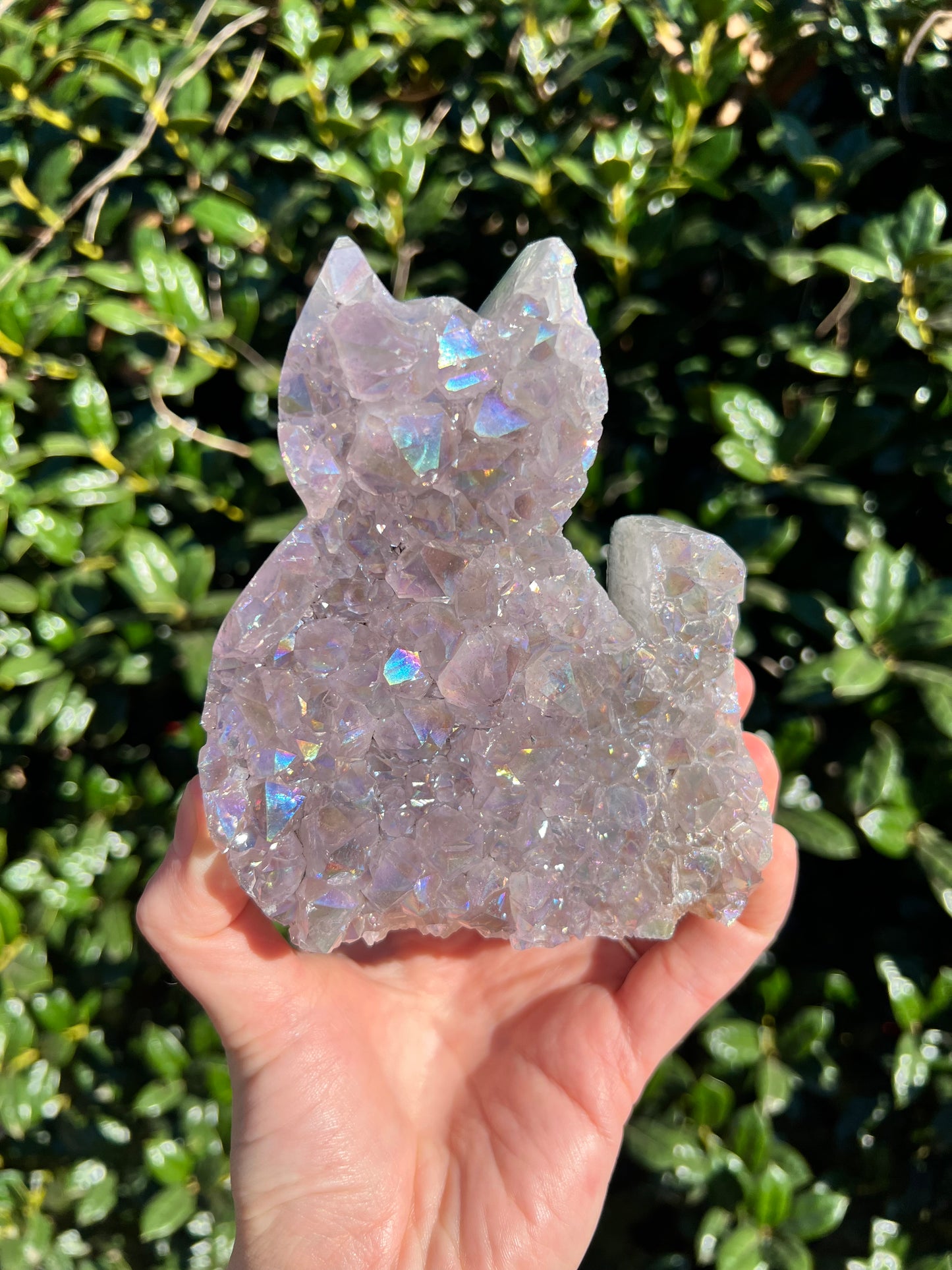 Angel Aura Amethyst Cats