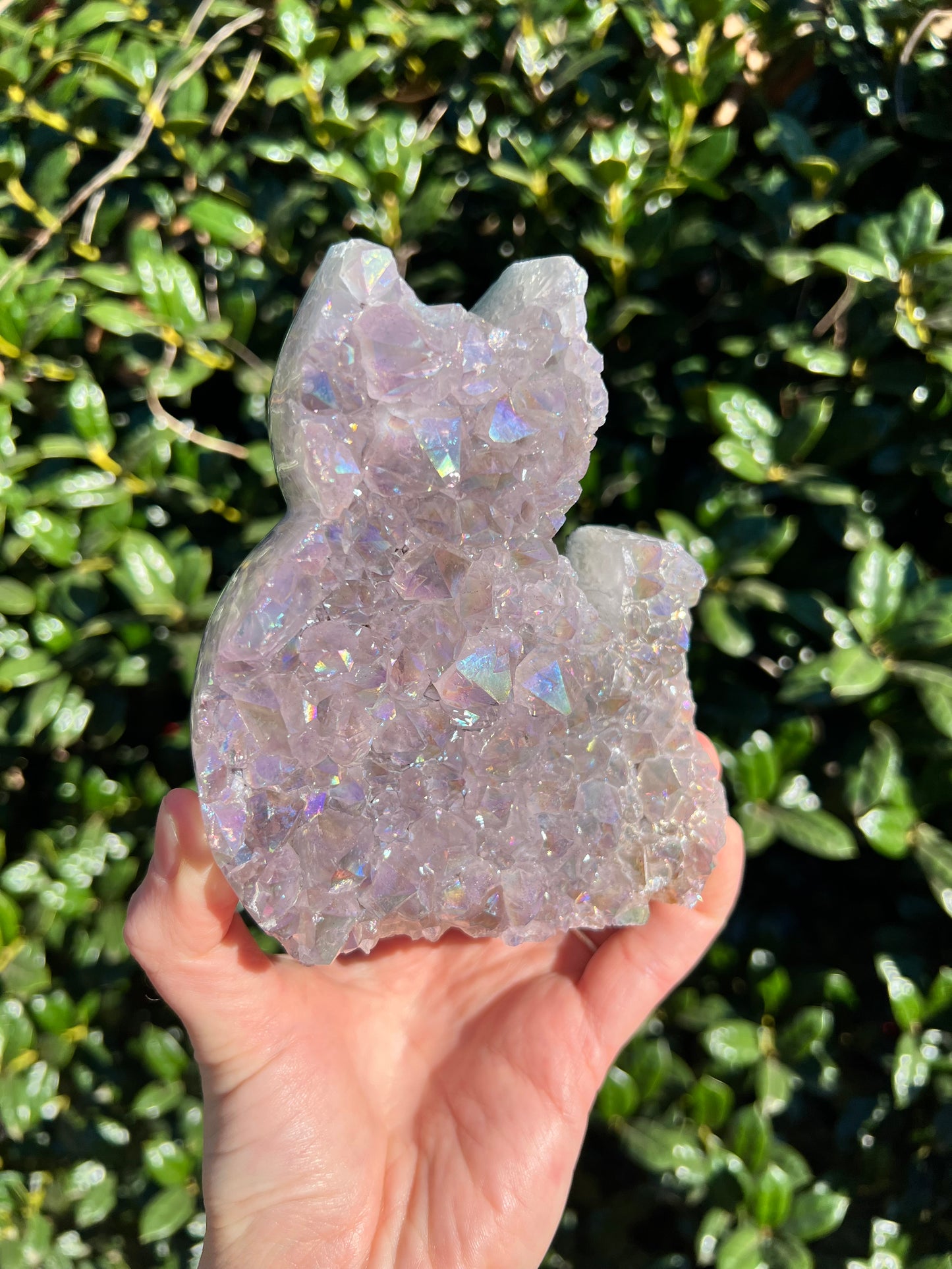 Angel Aura Amethyst Cats