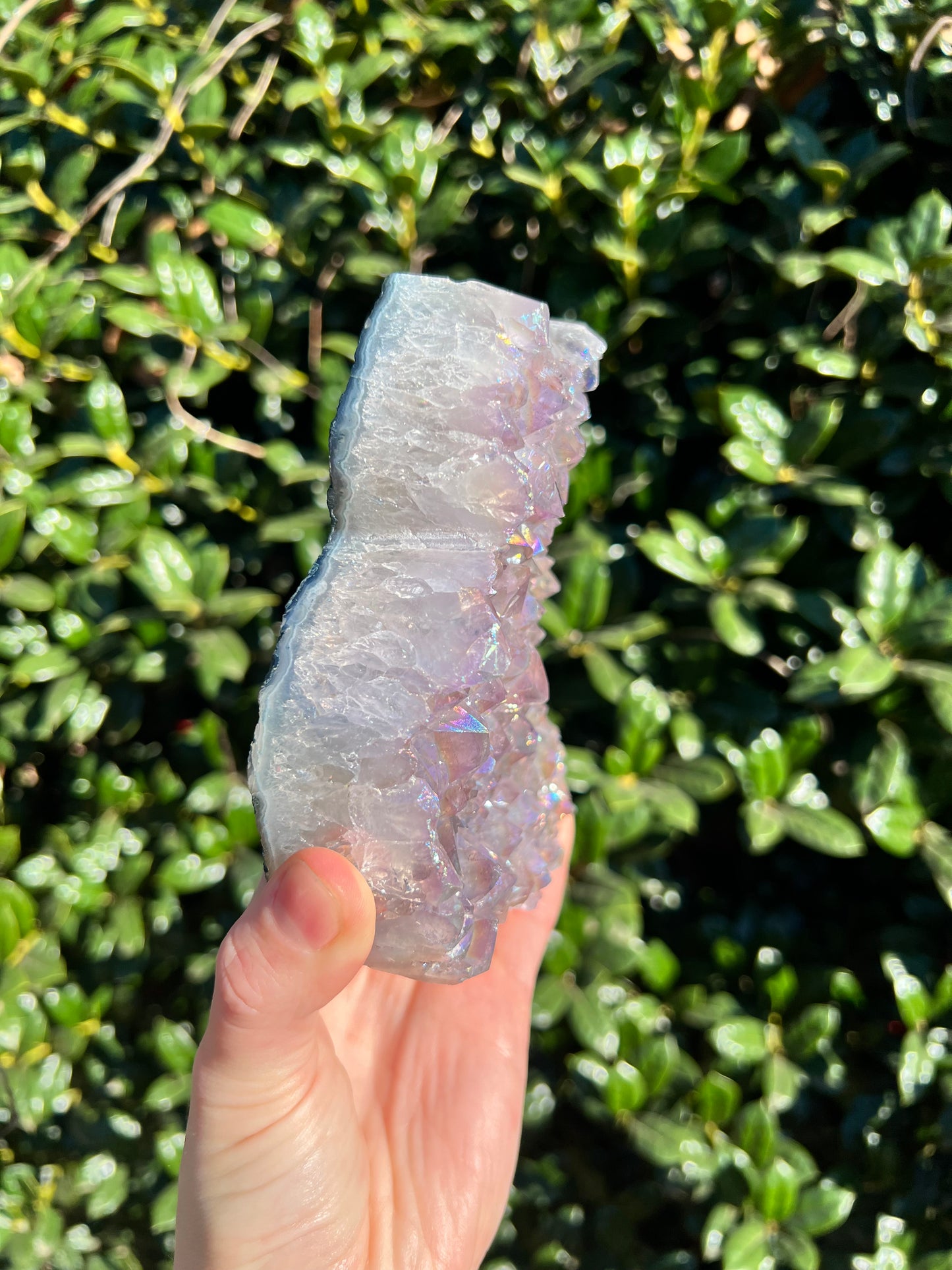 Angel Aura Amethyst Cats
