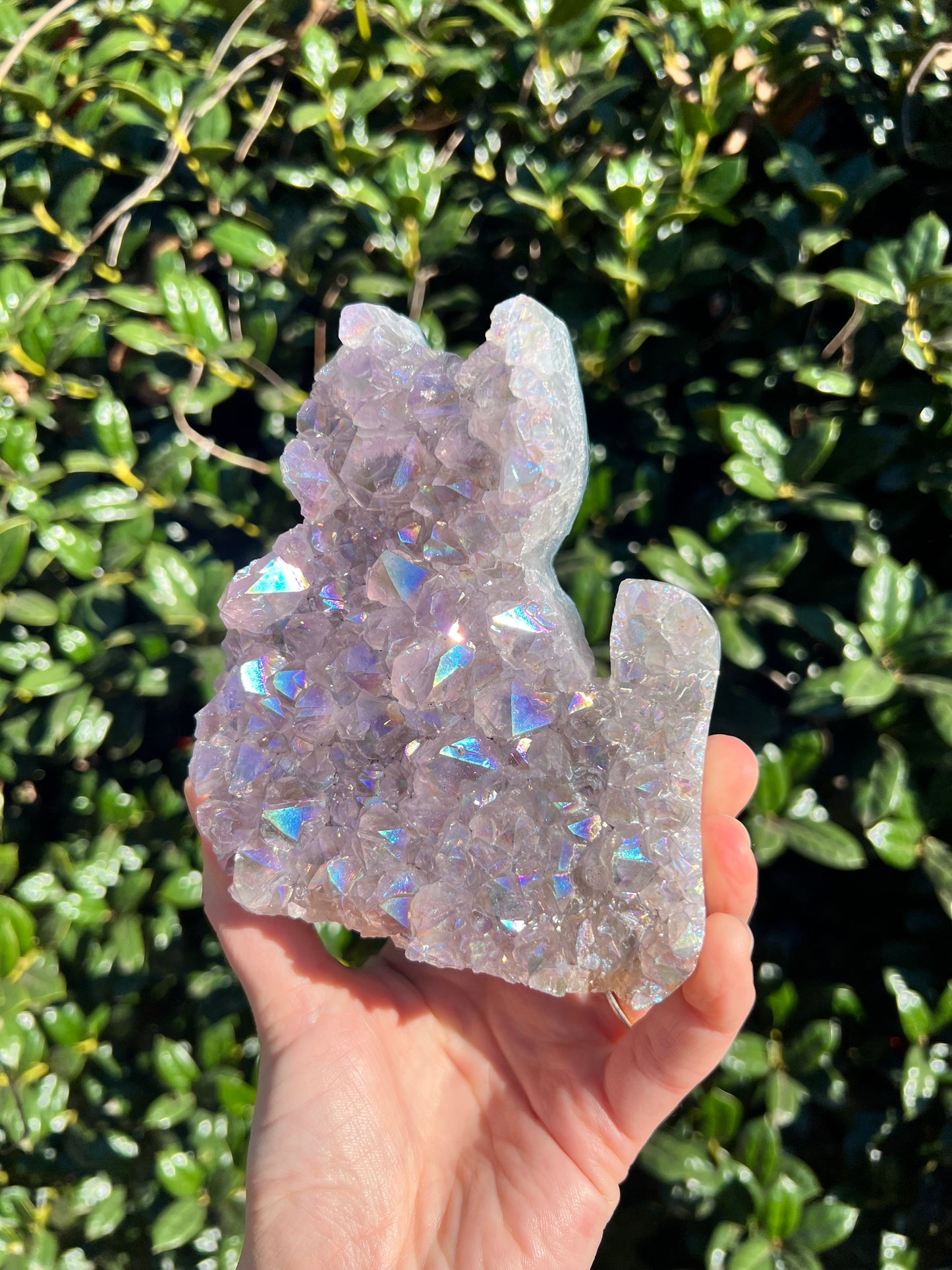 Angel Aura Amethyst Cats