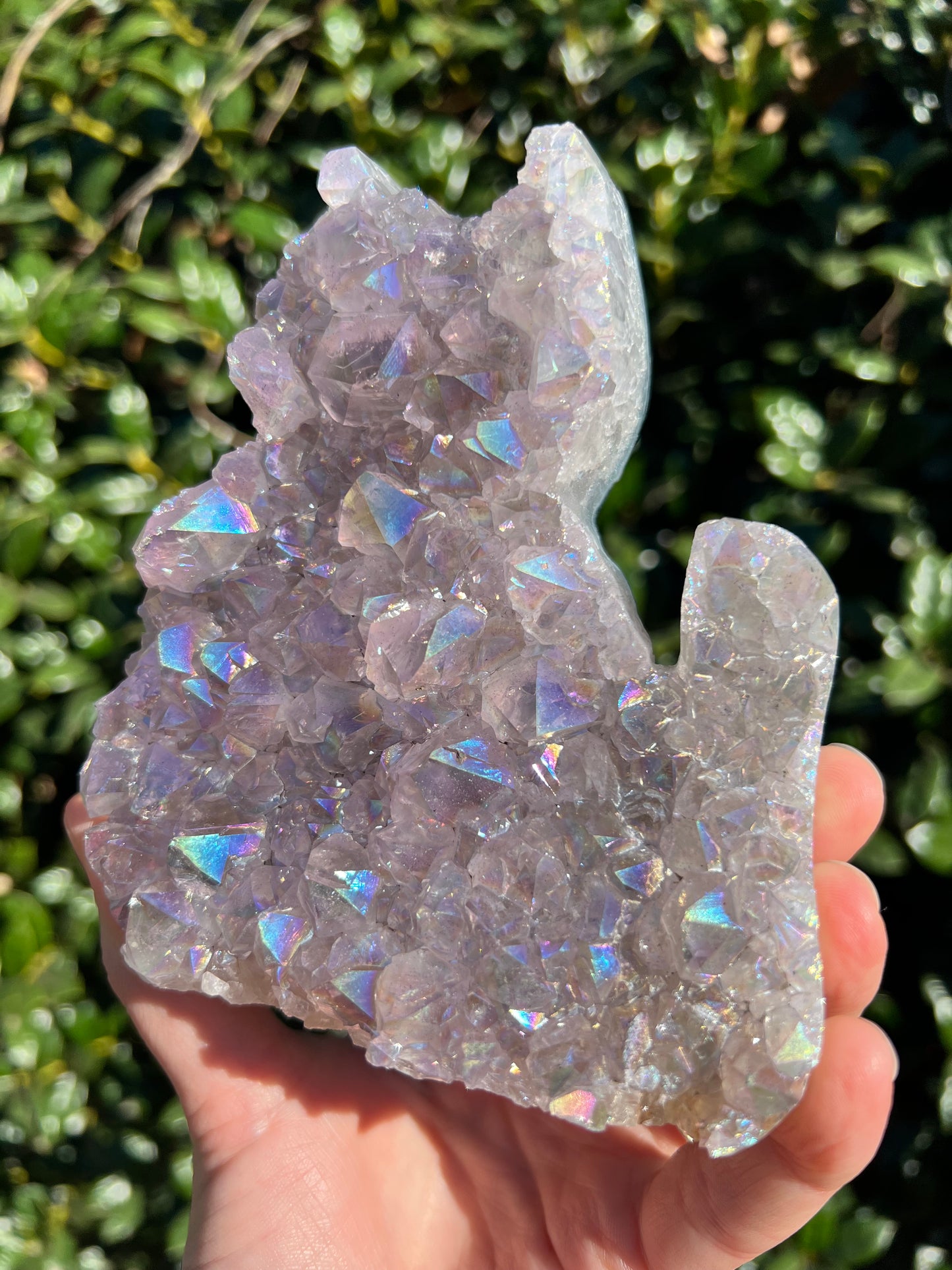 Angel Aura Amethyst Cats