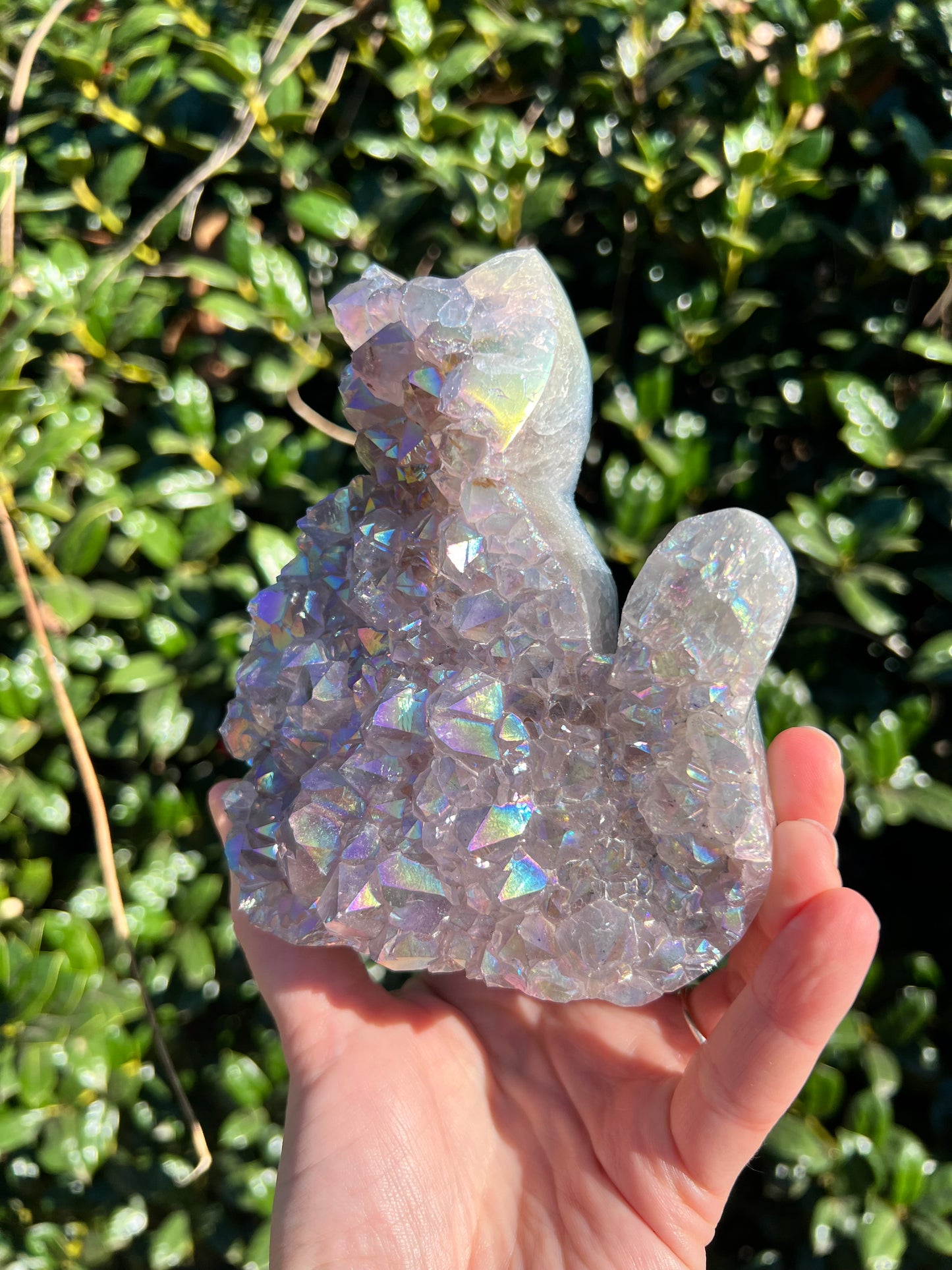 Angel Aura Amethyst Cats