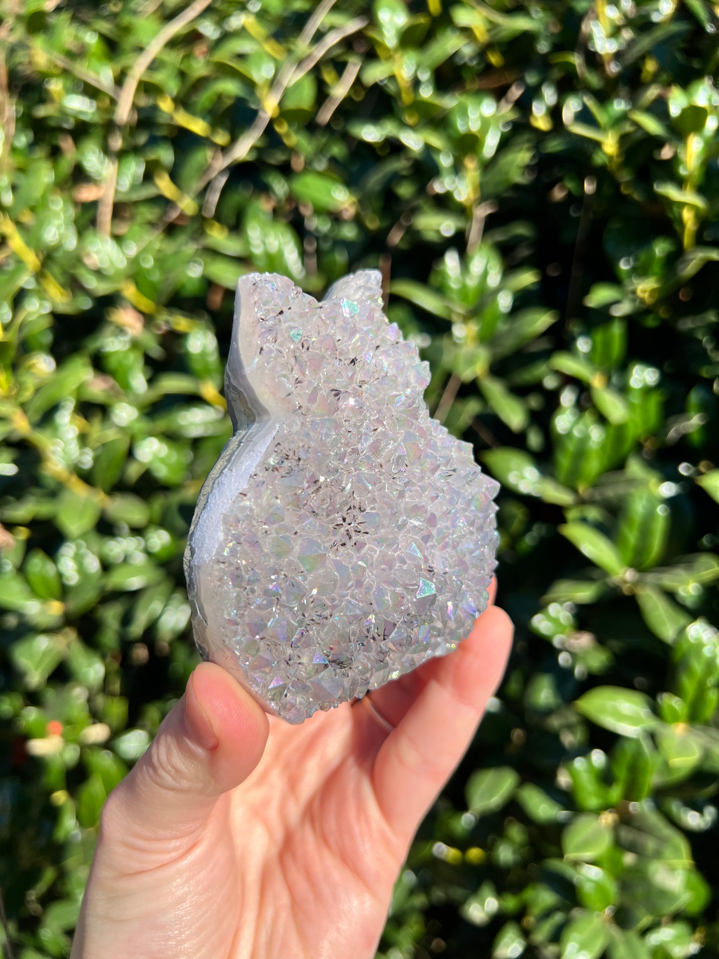 Angel Aura Amethyst Cats