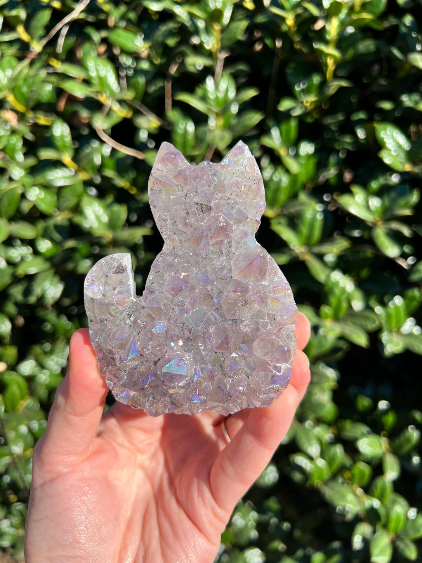 Angel Aura Amethyst Cats
