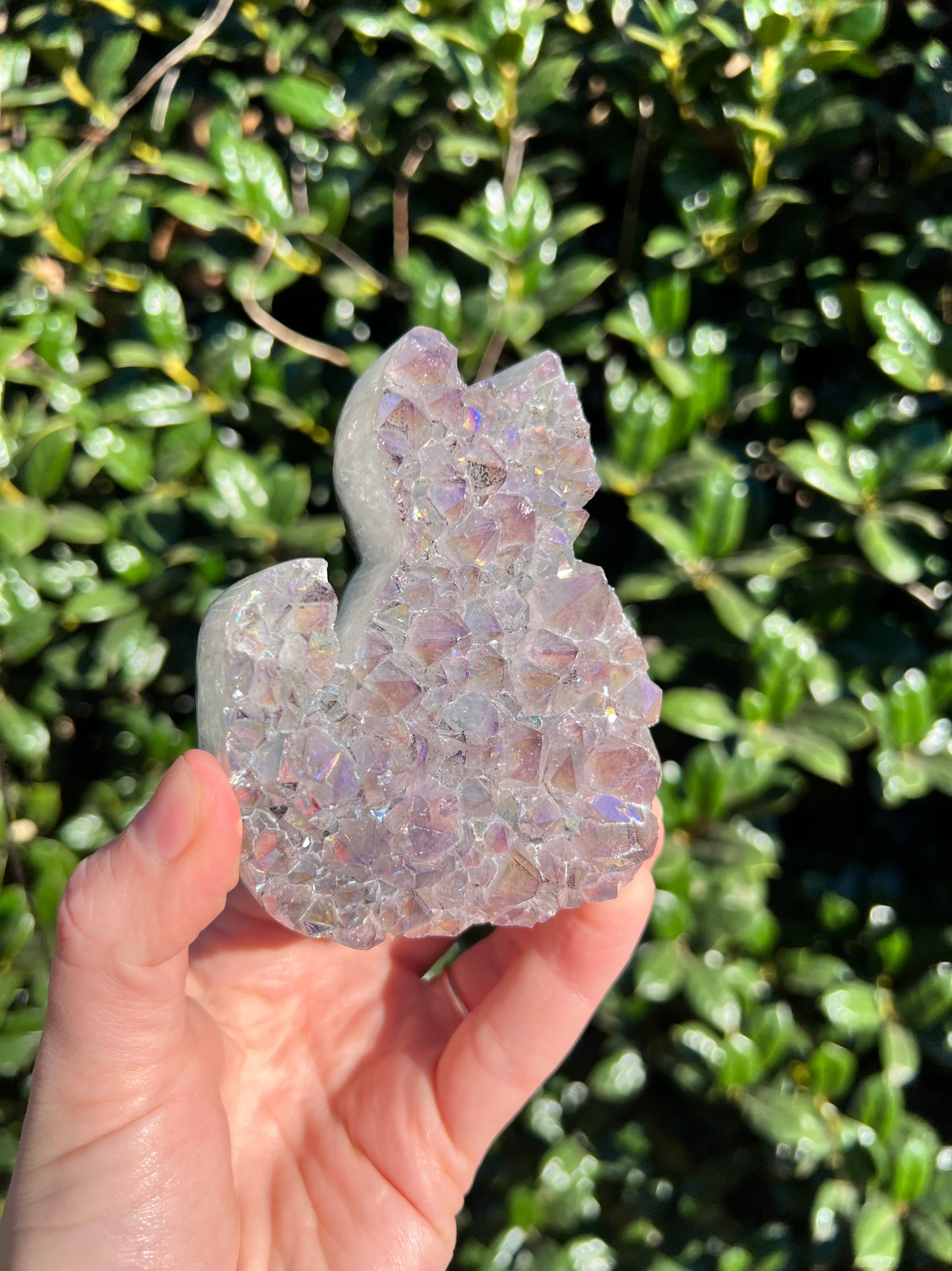Angel Aura Amethyst Cats