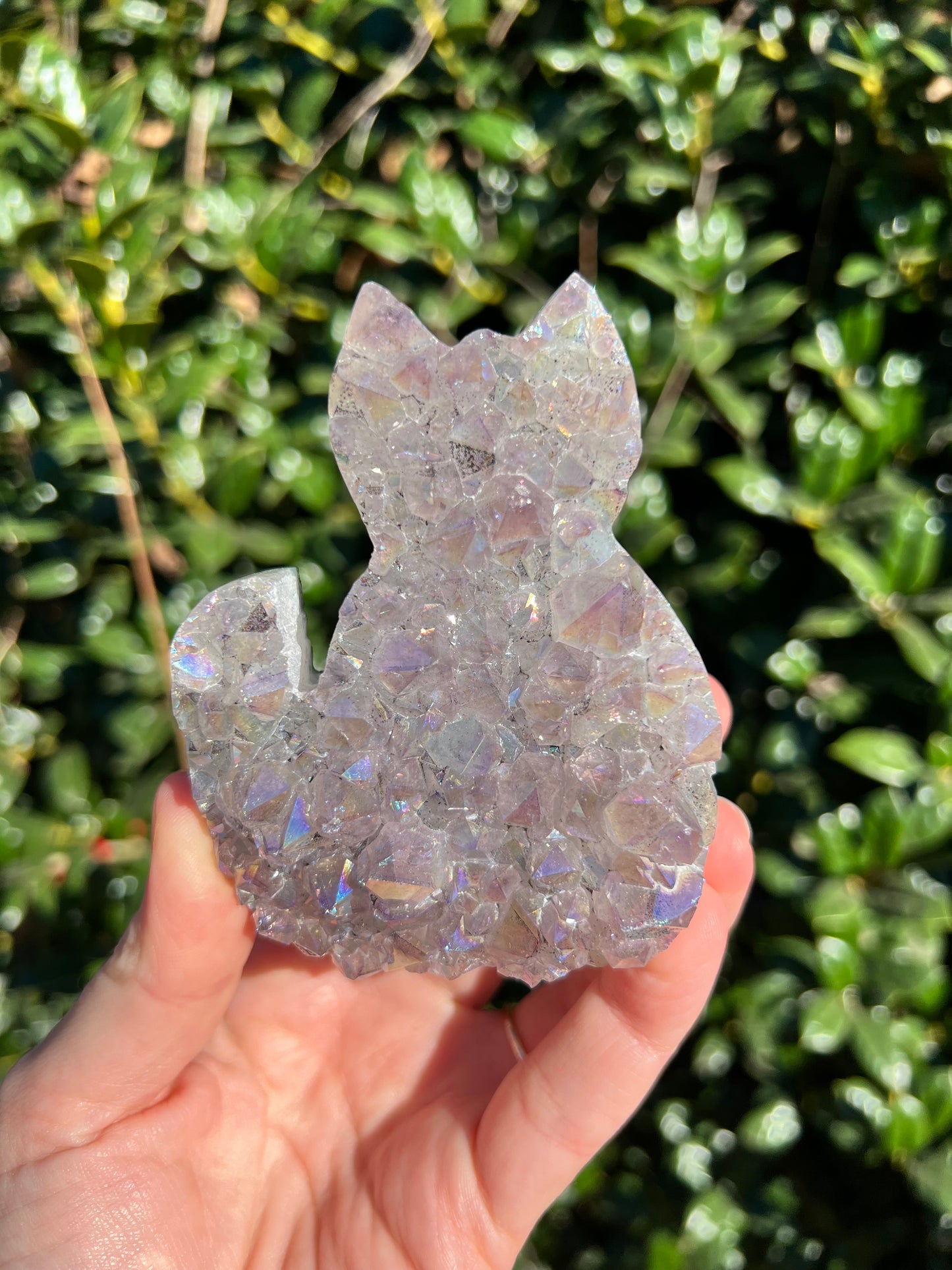 Angel Aura Amethyst Cats
