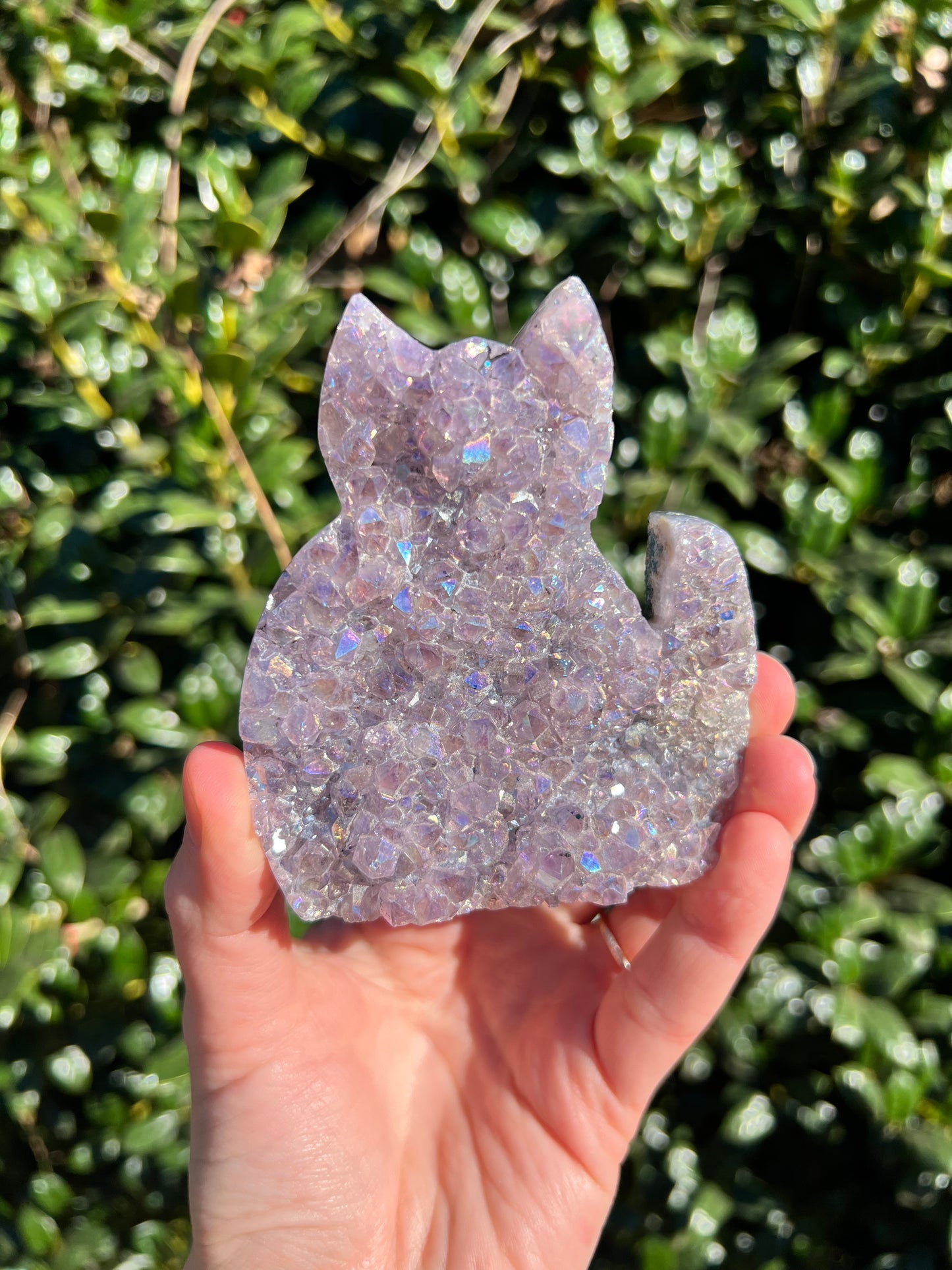 Angel Aura Amethyst Cats