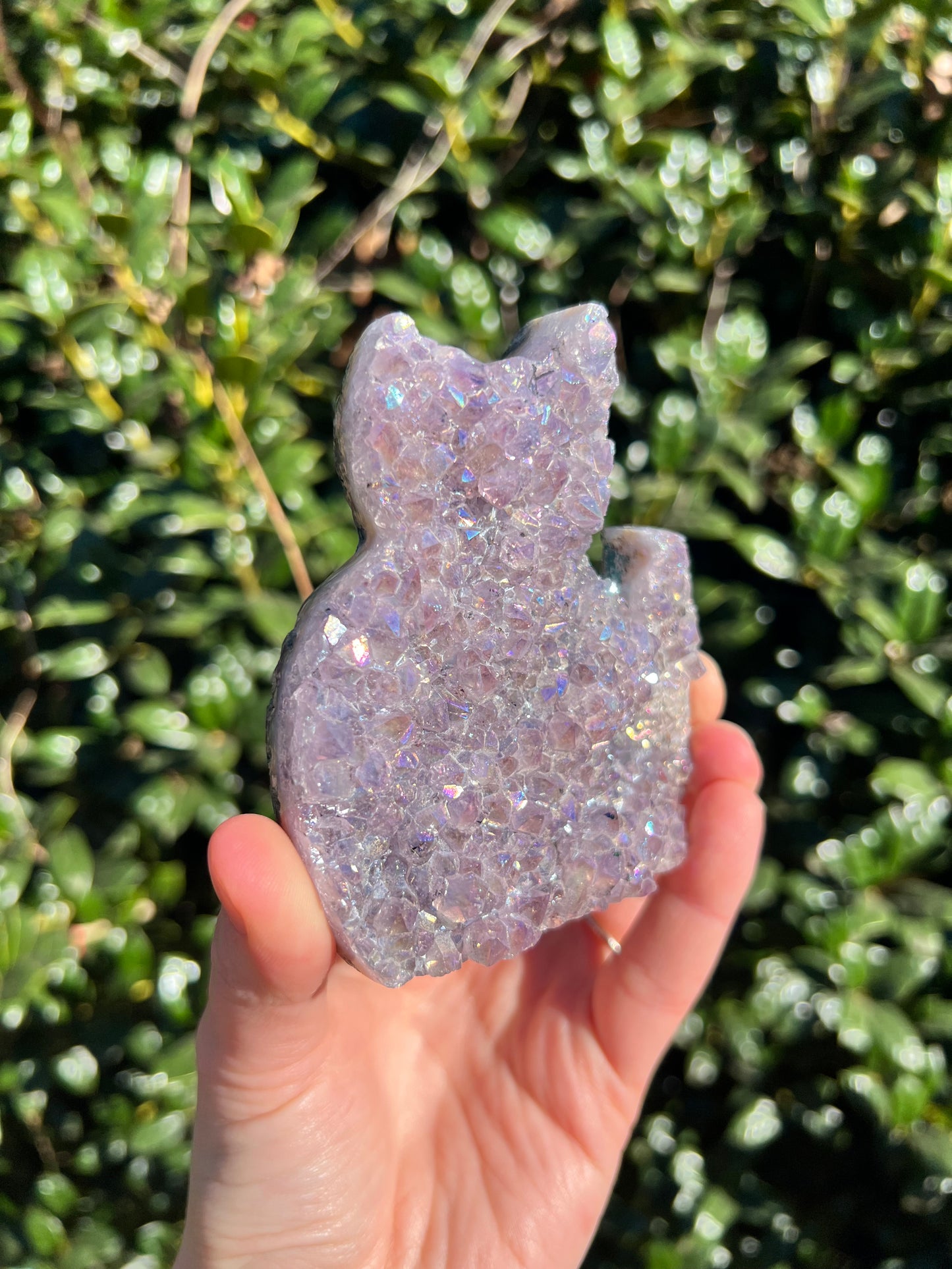 Angel Aura Amethyst Cats