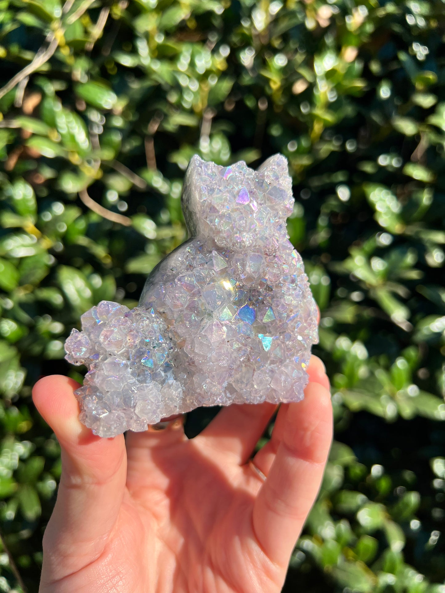 Angel Aura Amethyst Cats