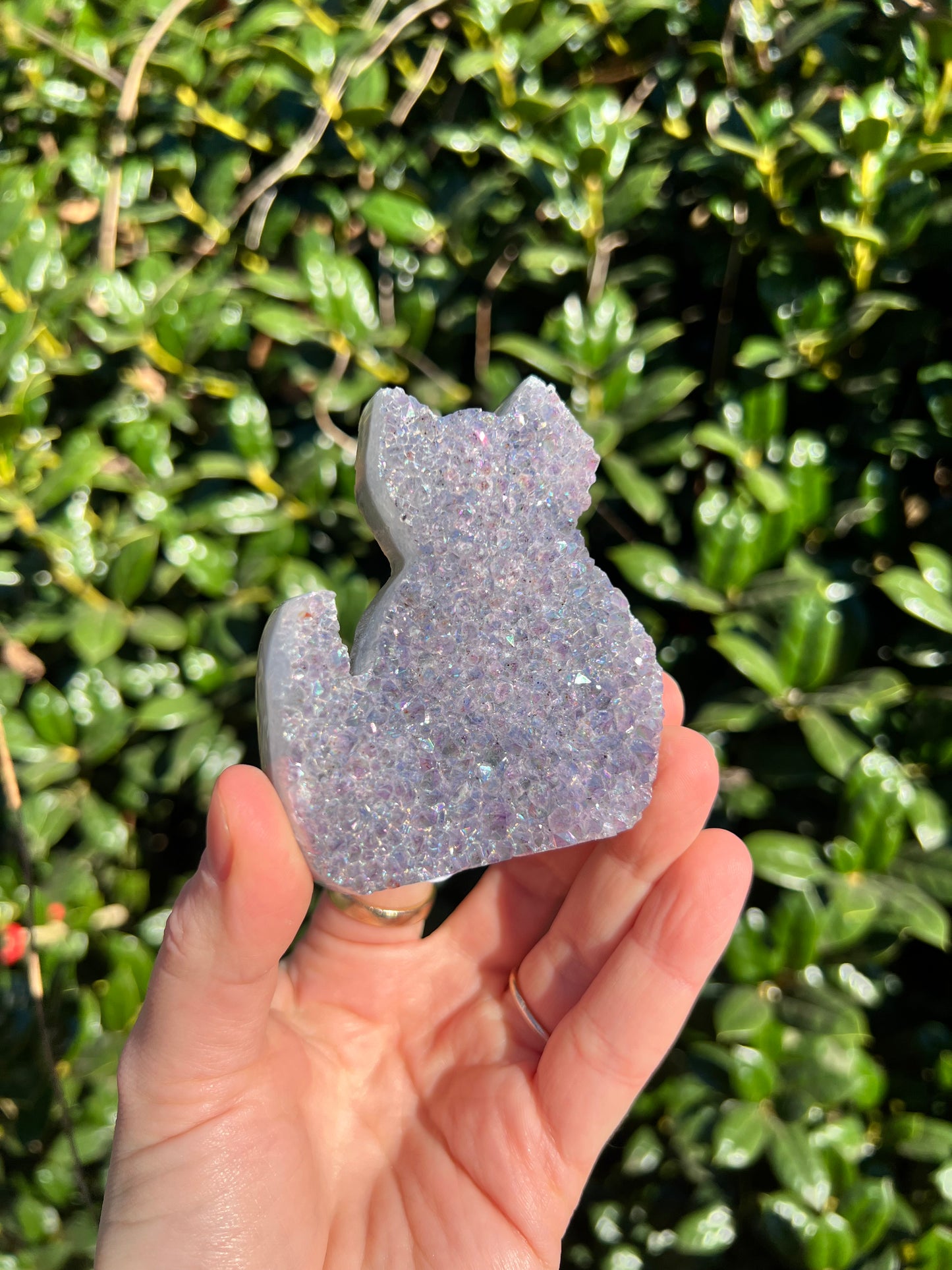 Angel Aura Amethyst Cats