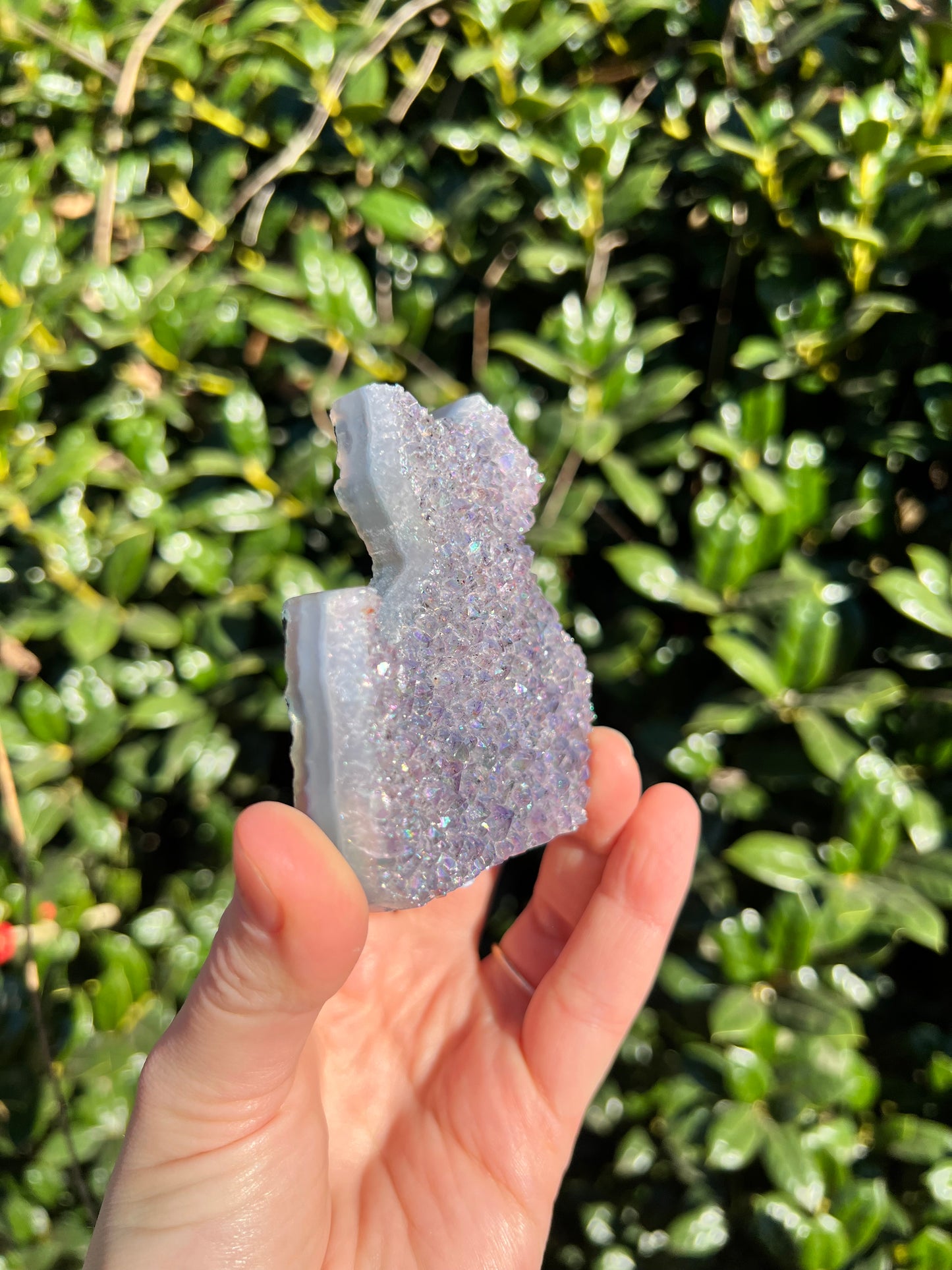 Angel Aura Amethyst Cats