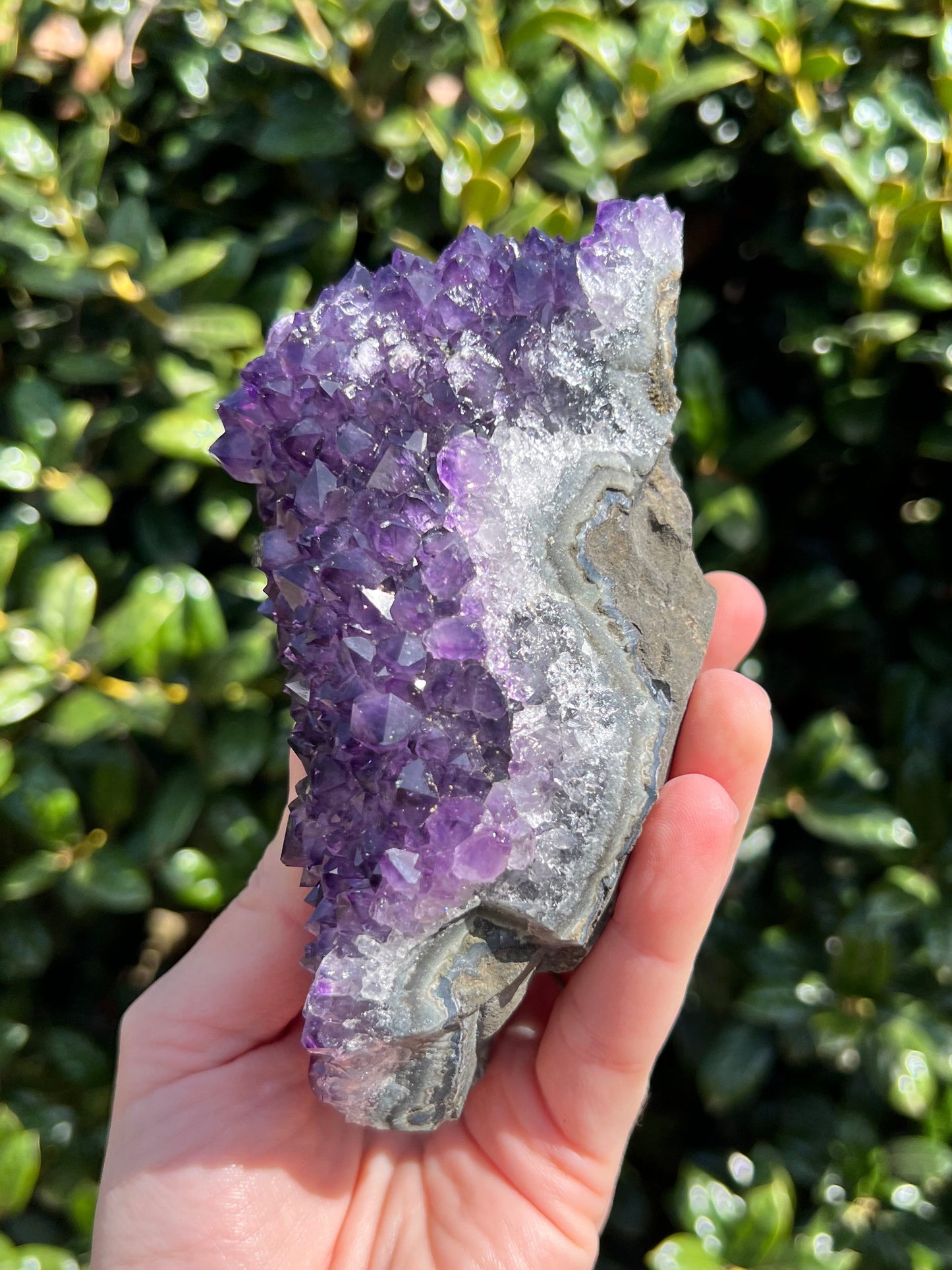 AAA Amethyst Pines