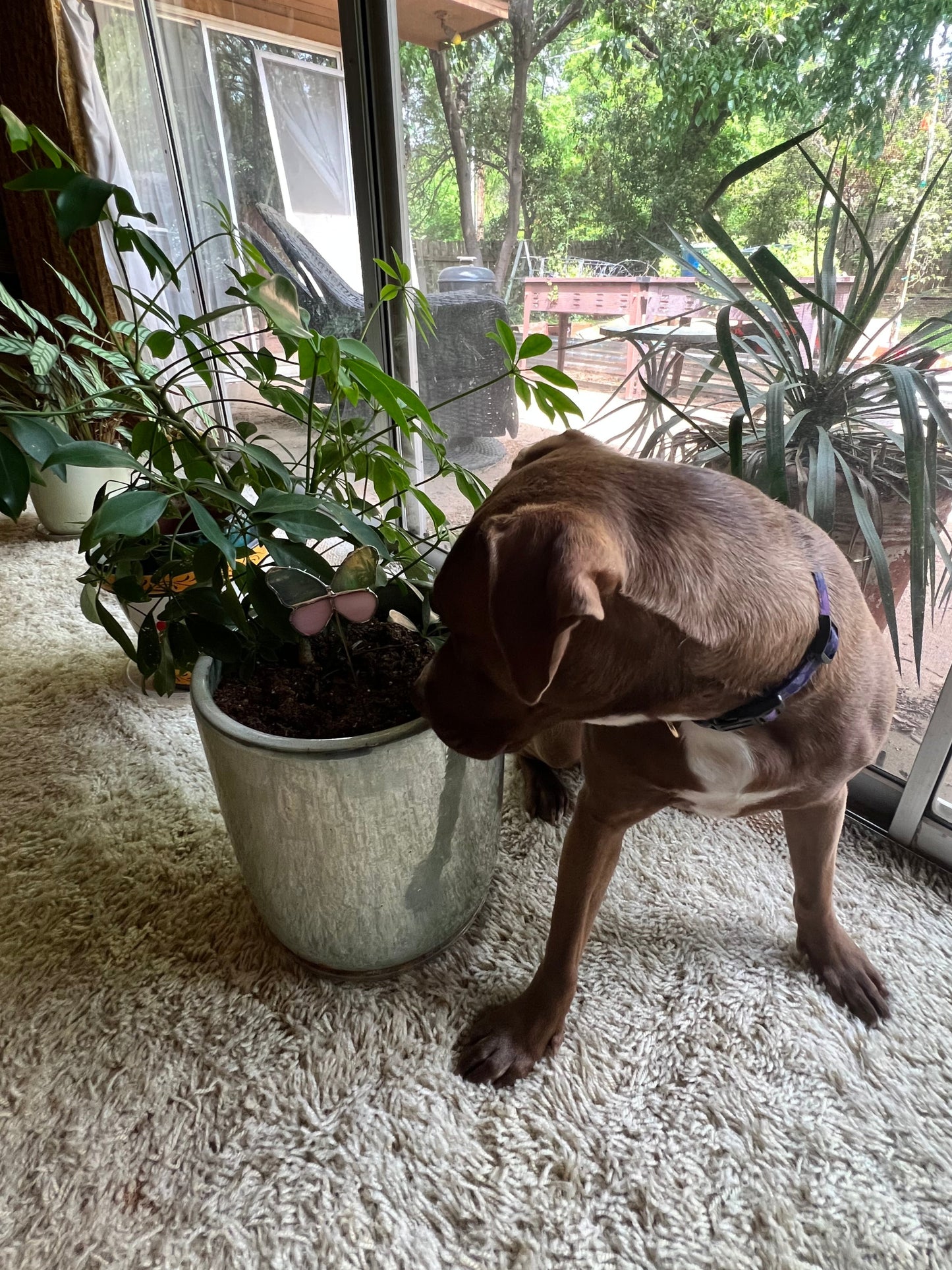 Stained Glass Butterfly Plant Stakes