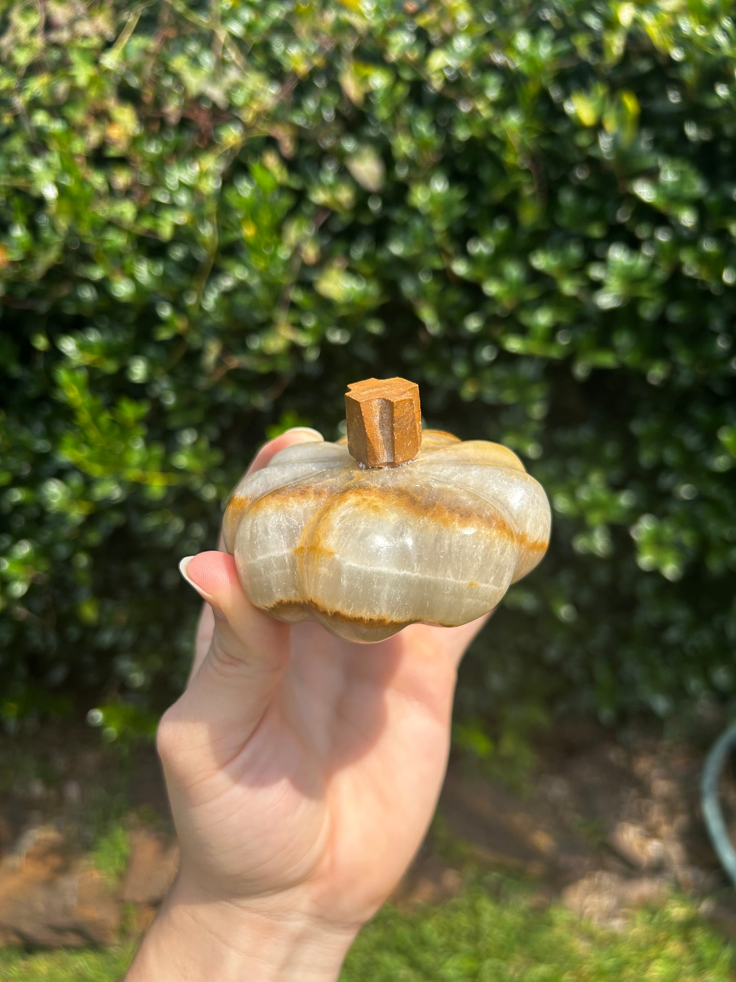 Onyx Pumpkins