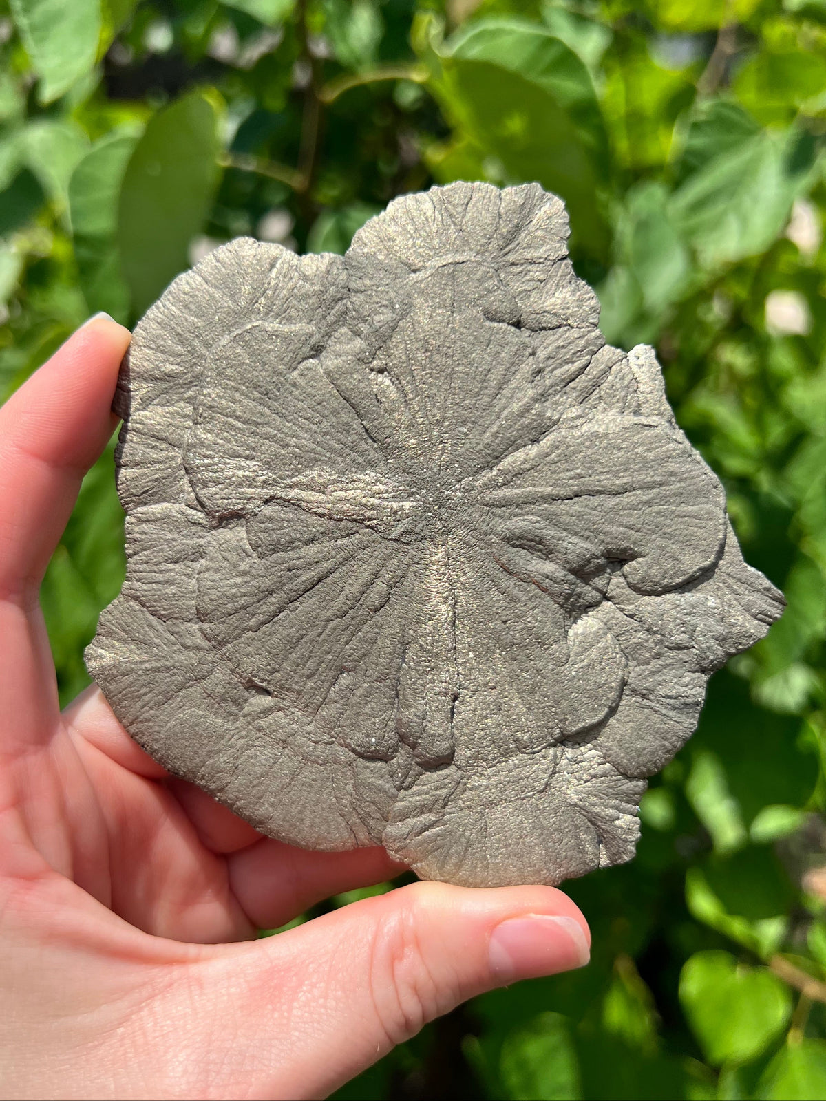 Pyrite Suns