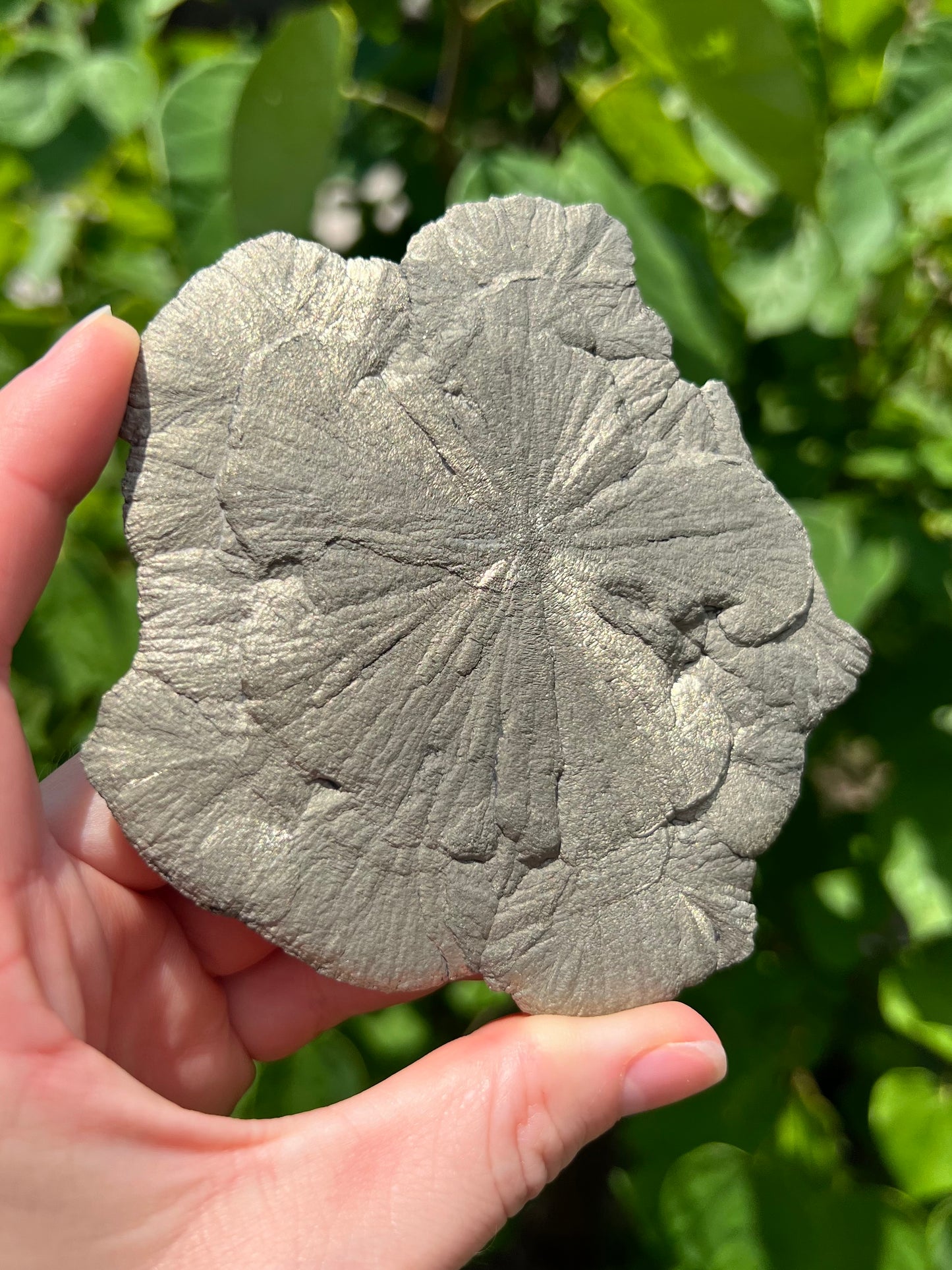 Pyrite Suns