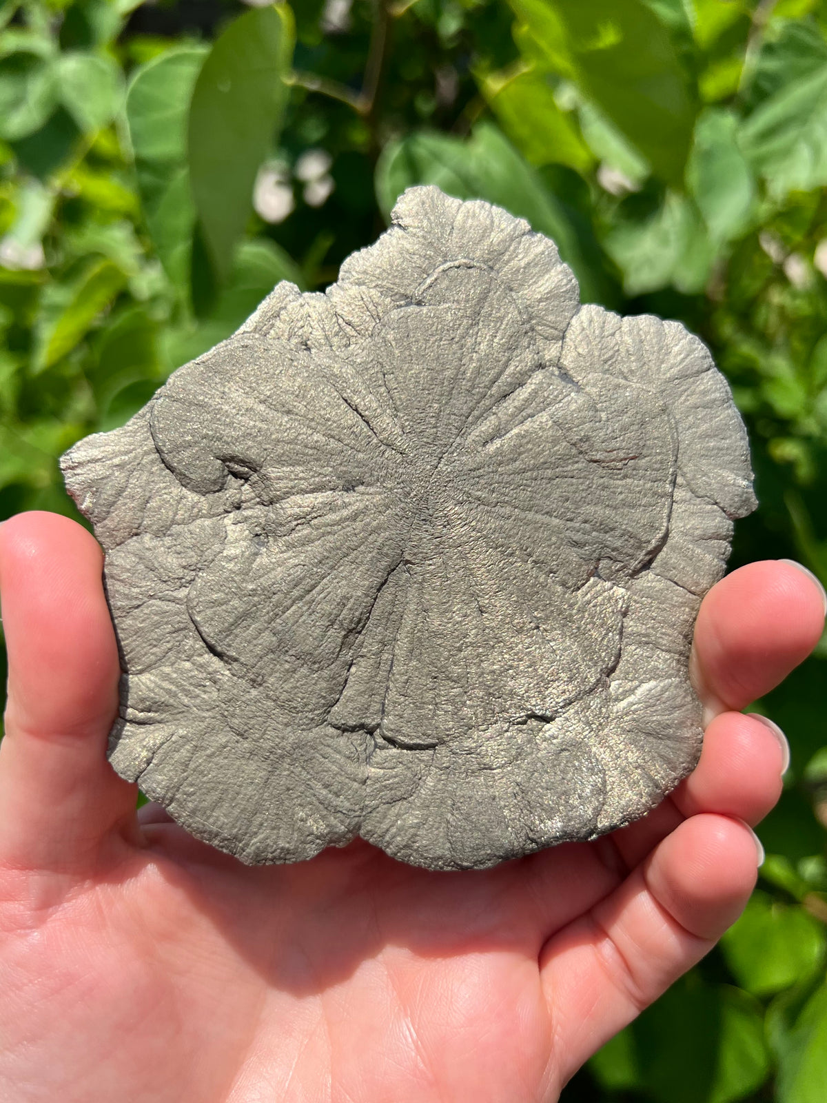 Pyrite Suns