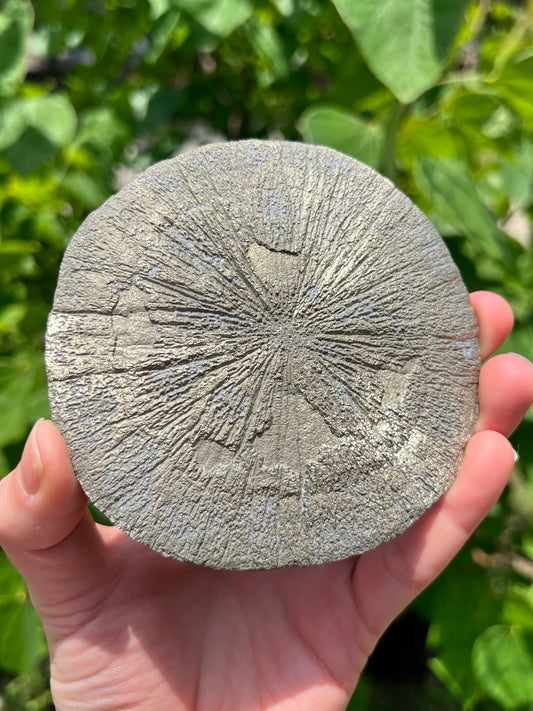 Pyrite Suns