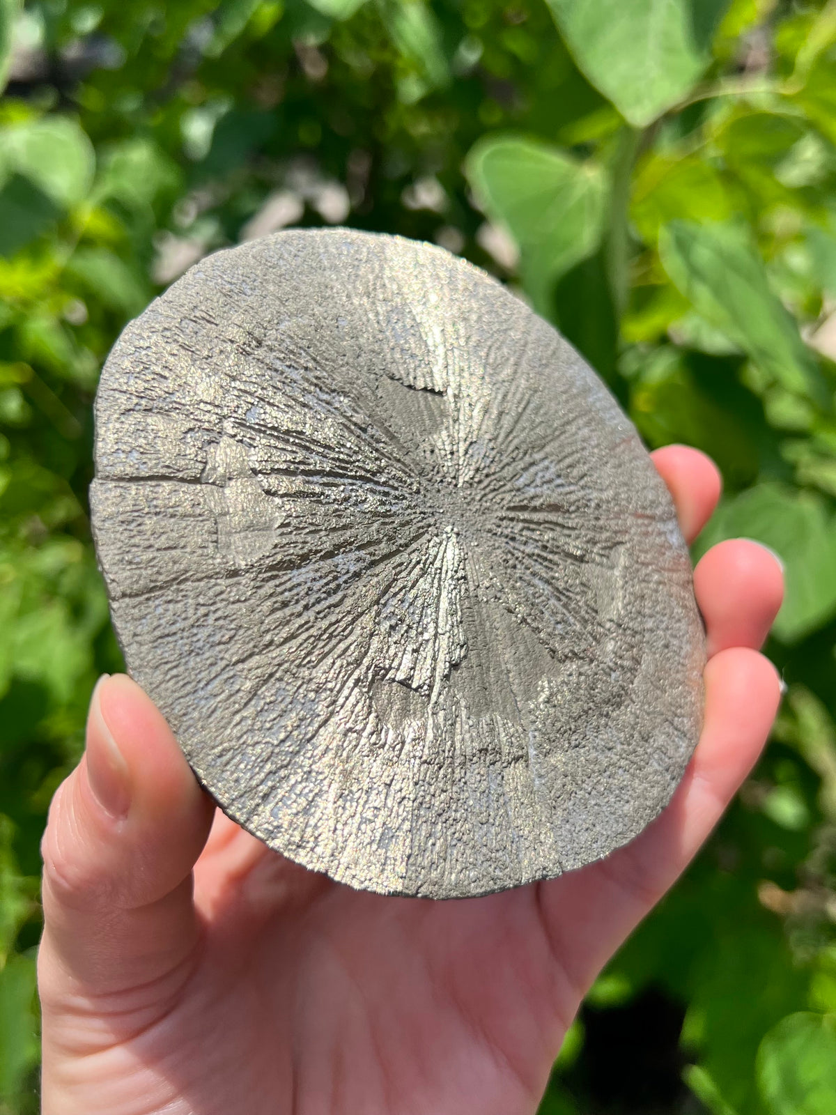 Pyrite Suns