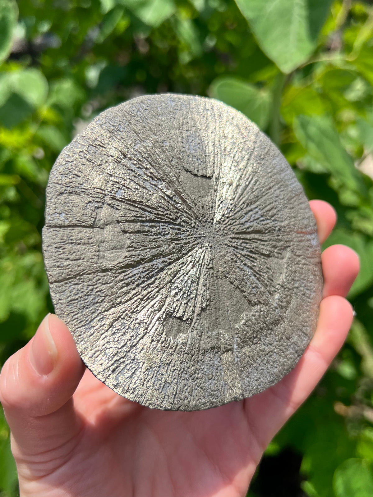 Pyrite Suns