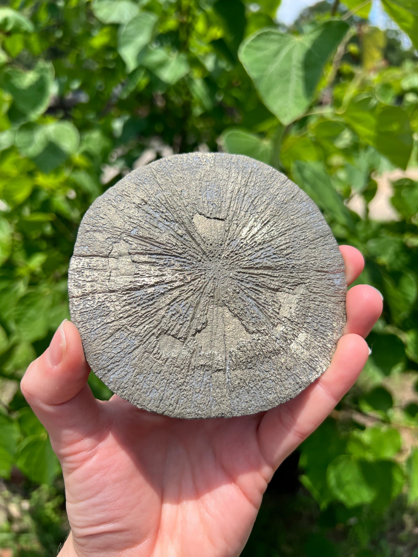 Pyrite Suns