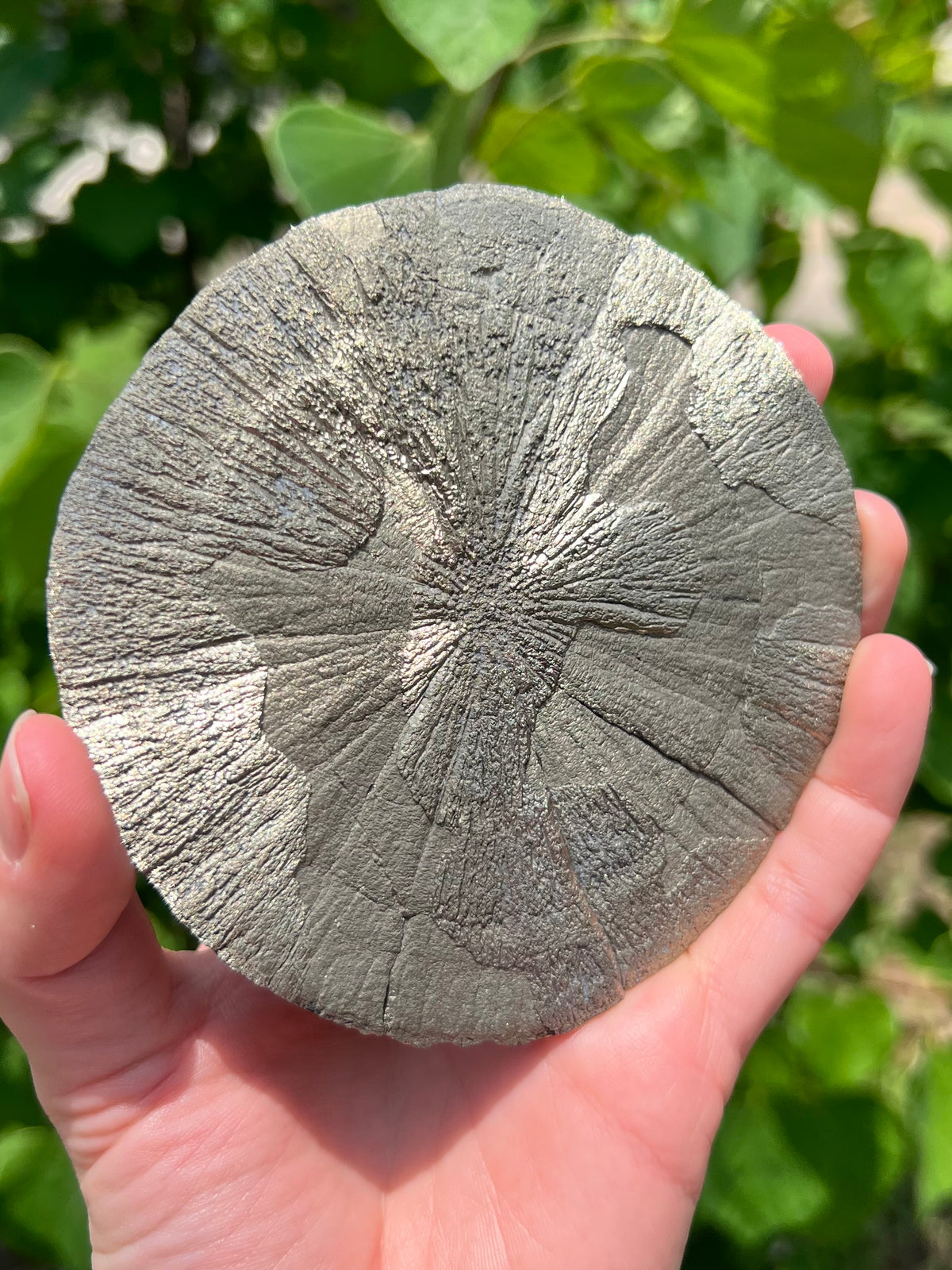 Pyrite Suns