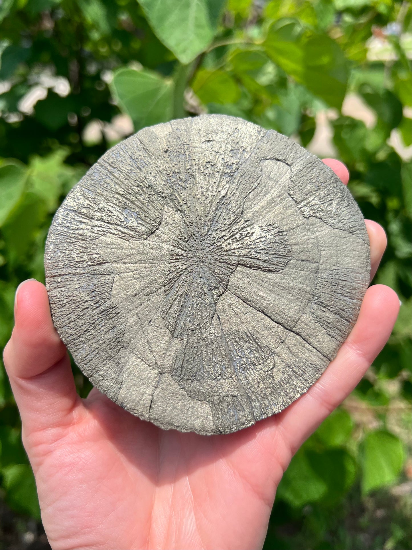 Pyrite Suns