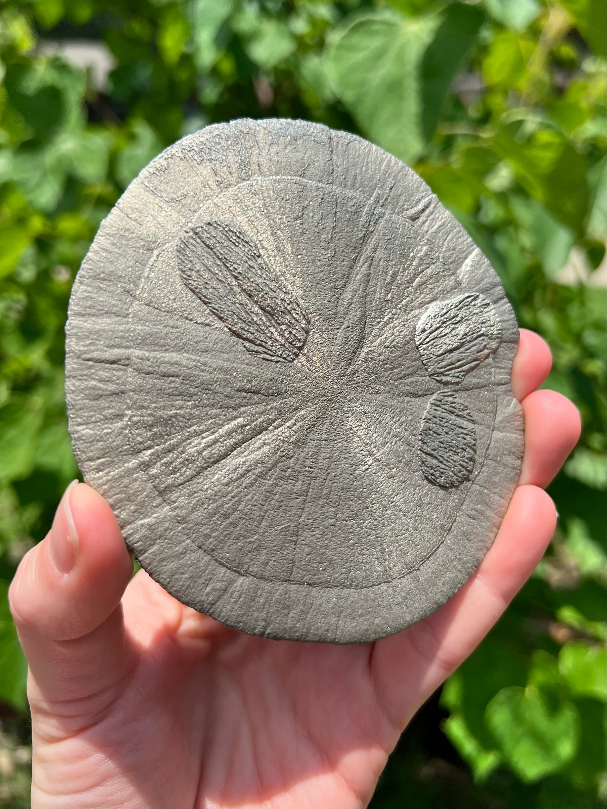Pyrite Suns