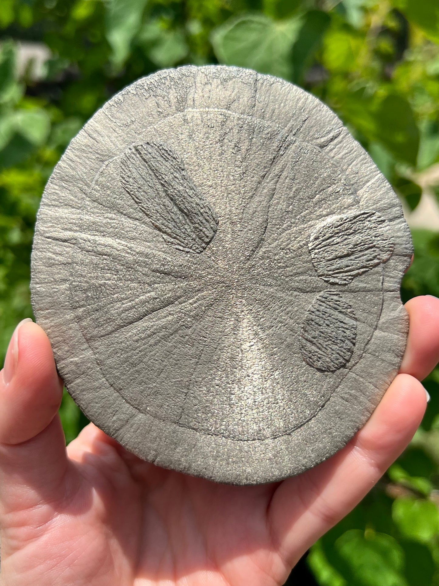 Pyrite Suns