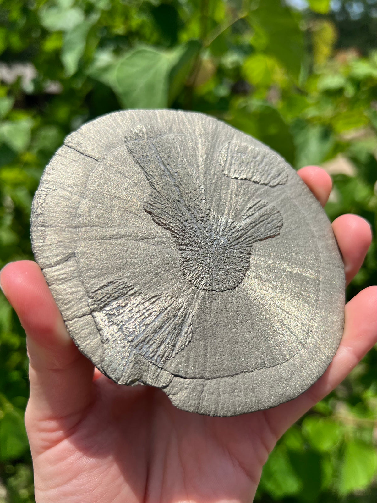 Pyrite Suns