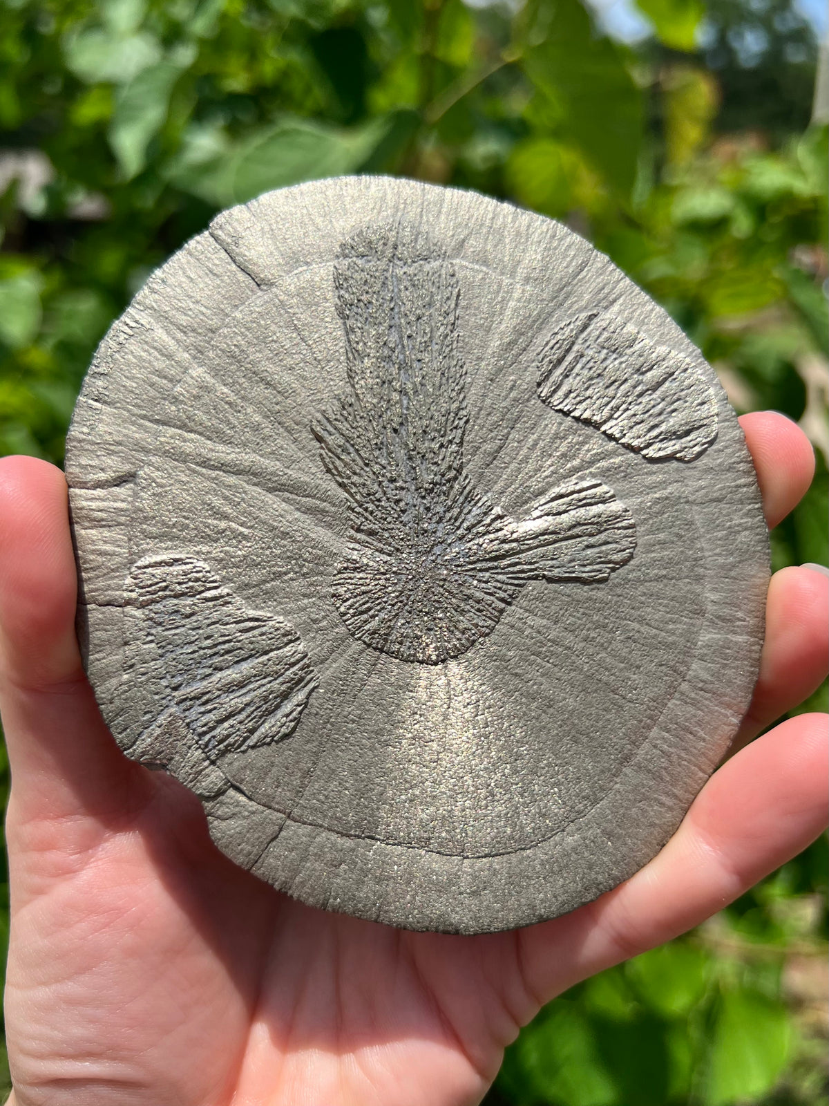 Pyrite Suns