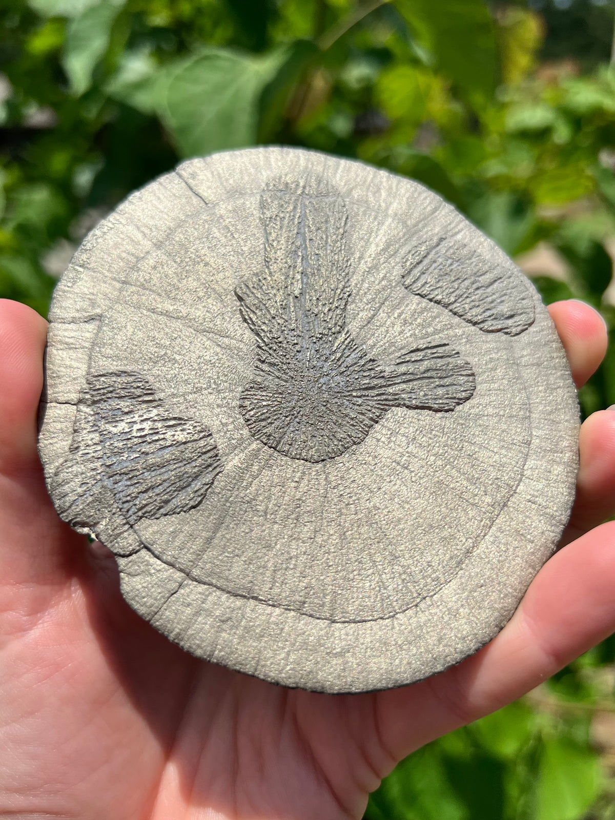 Pyrite Suns
