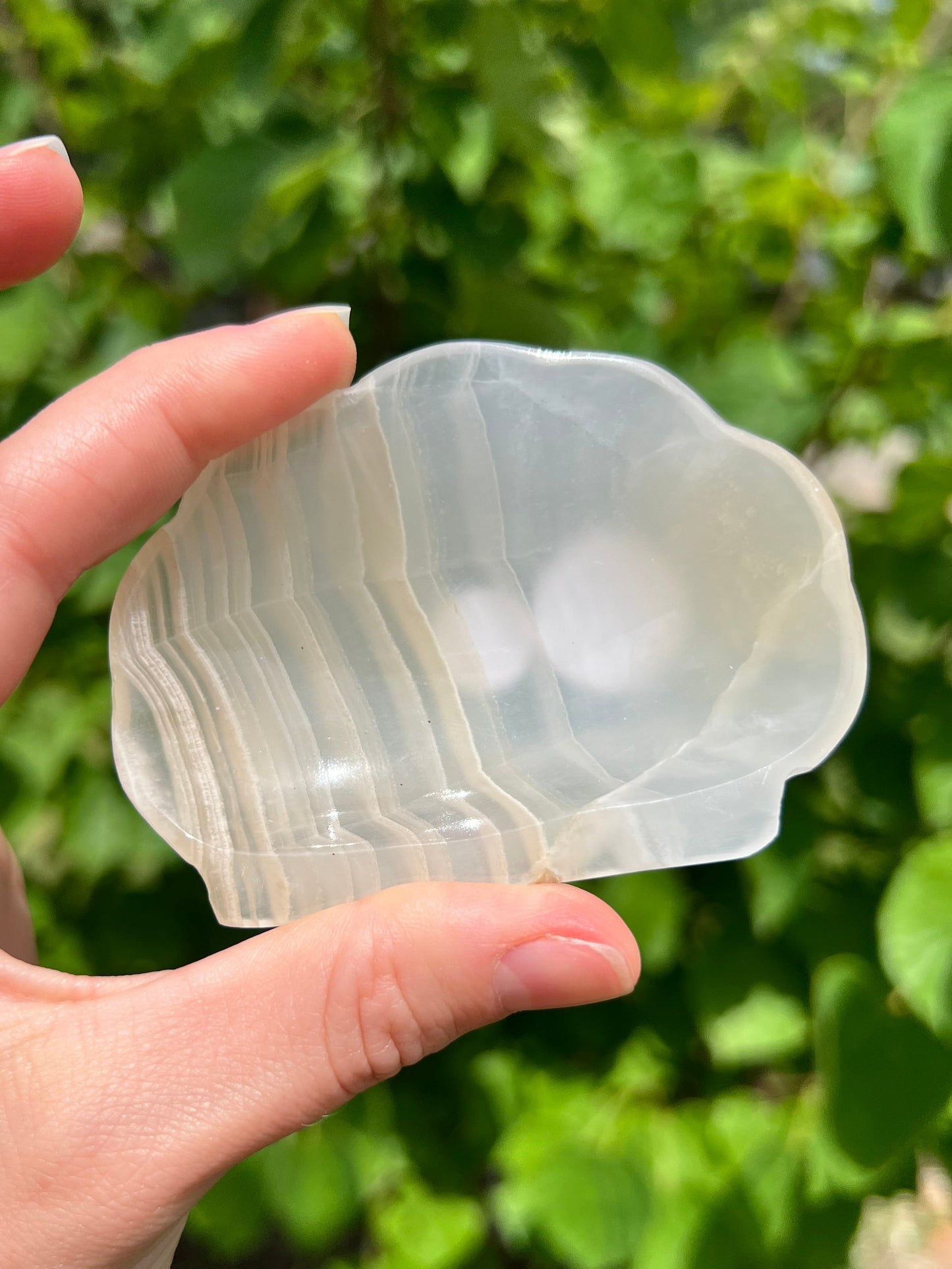 Onyx Seashell Dishes