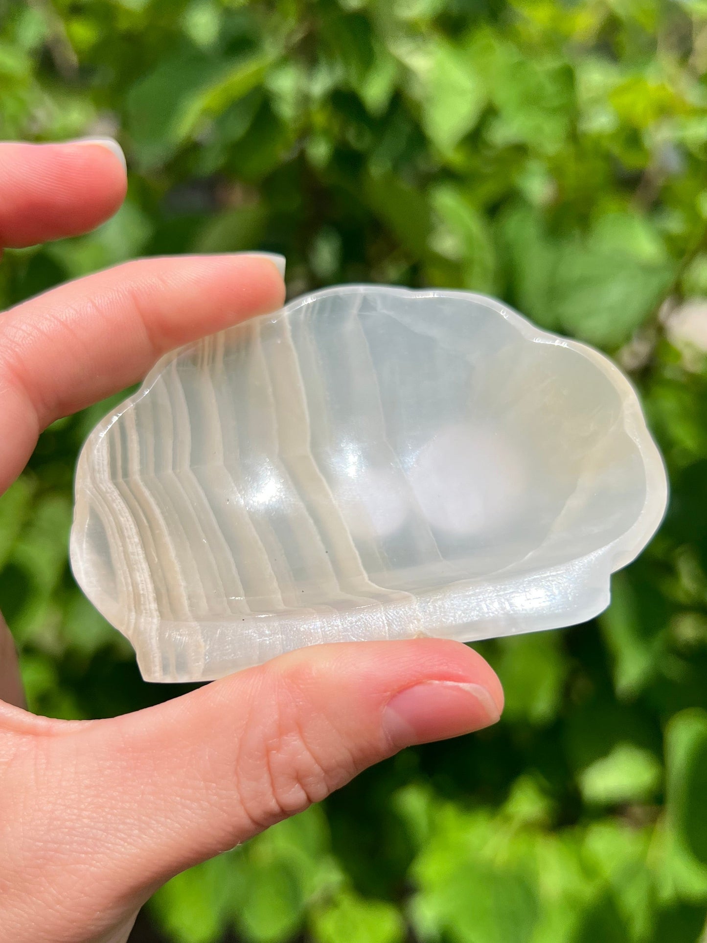 Onyx Seashell Dishes